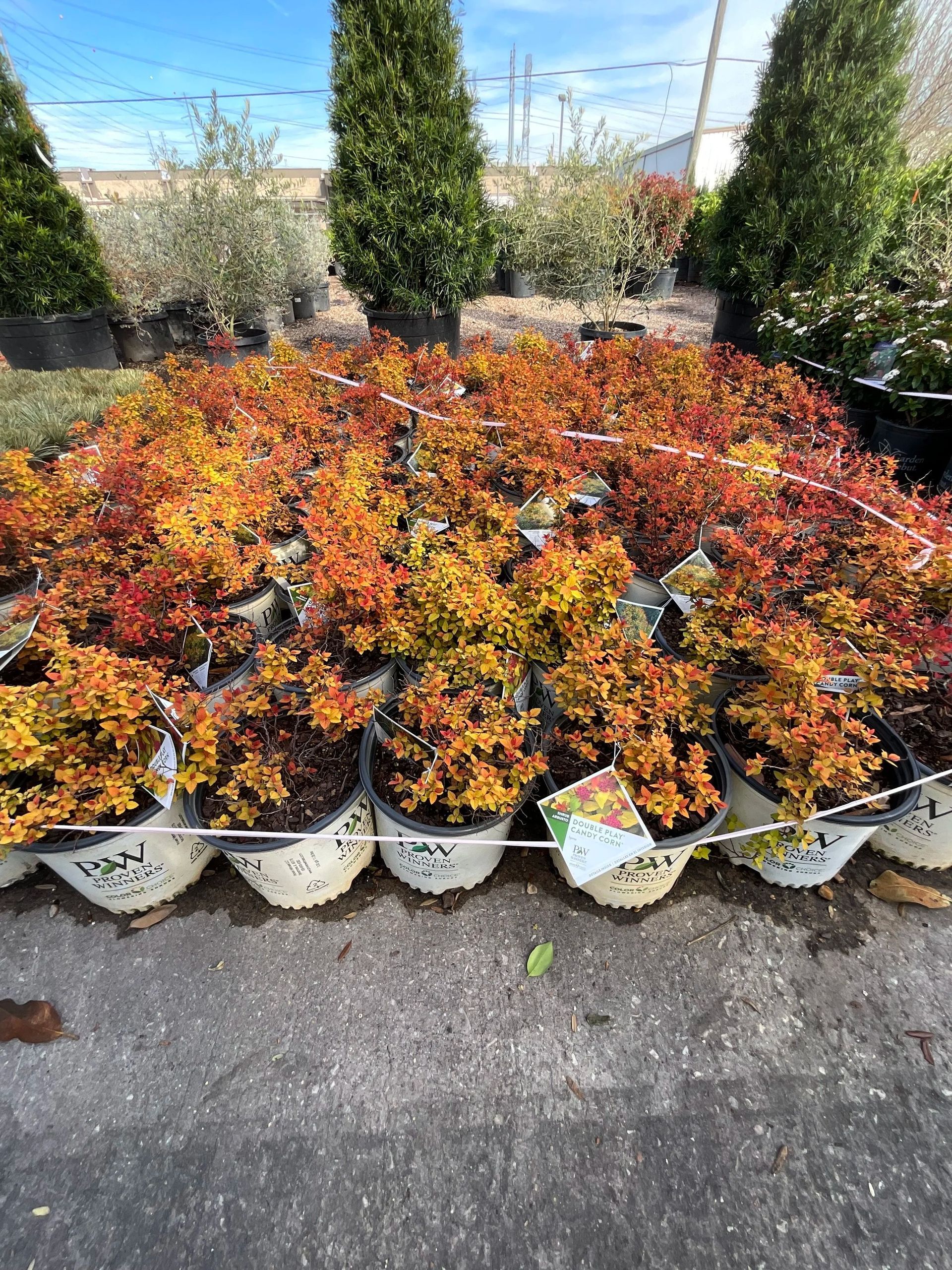 Rows of colorful autumn shrubs in white pots outdoors, with tall evergreen trees behind them