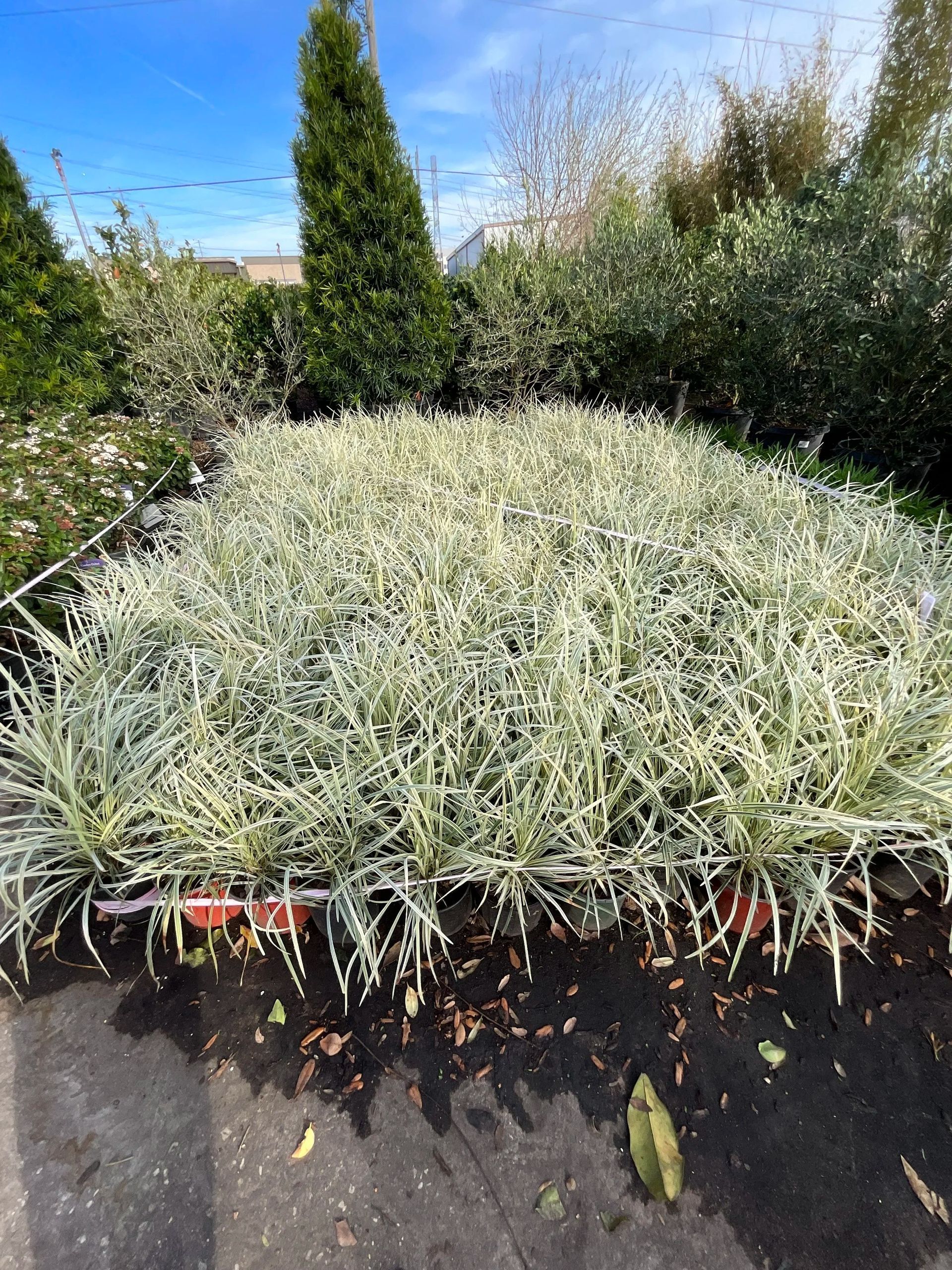 Dense silvery-green ornamental grass in a garden bed with shrubs and a blue sky.