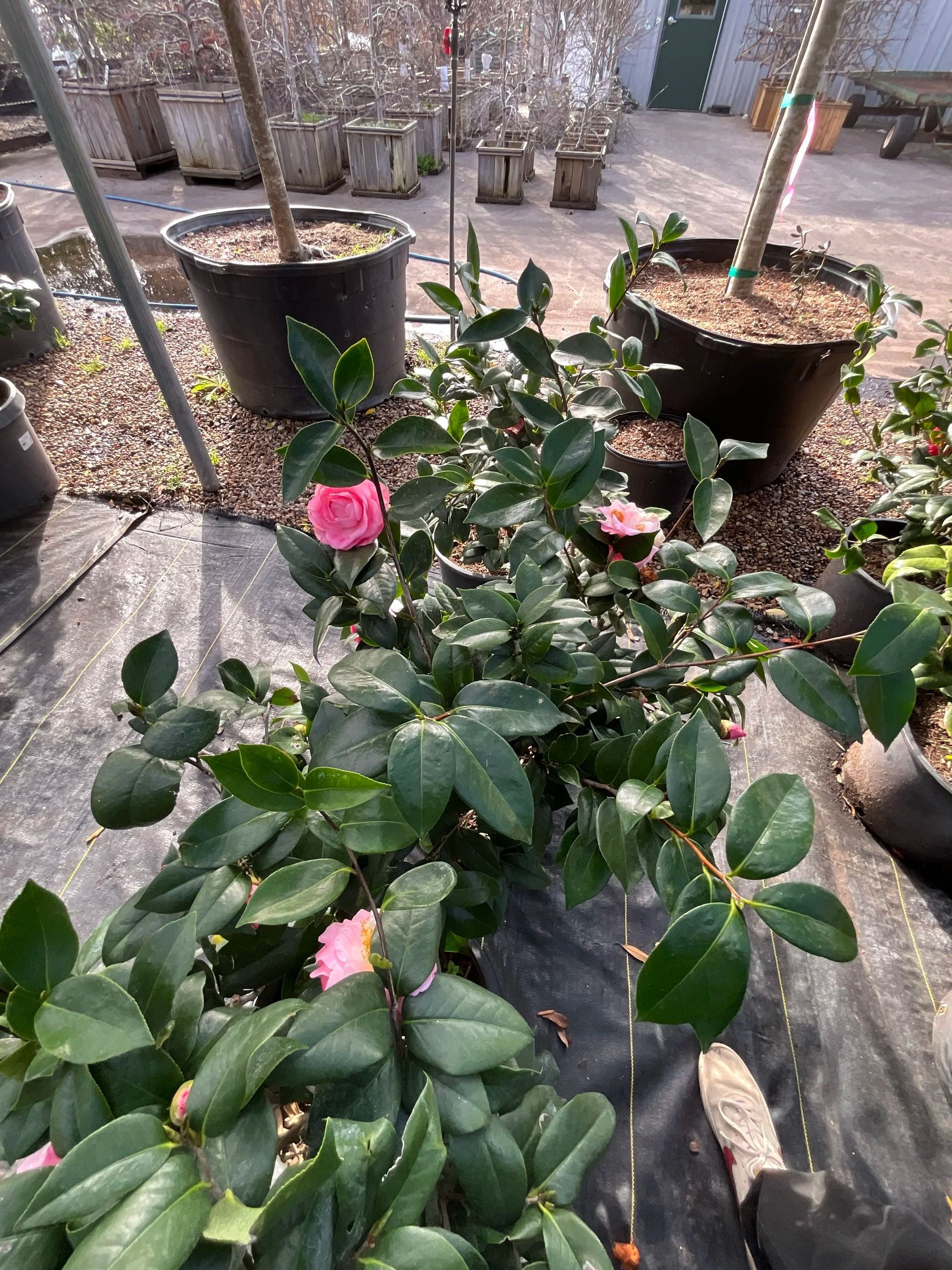 Potted pink camellia shrub with glossy green leaves in a garden center