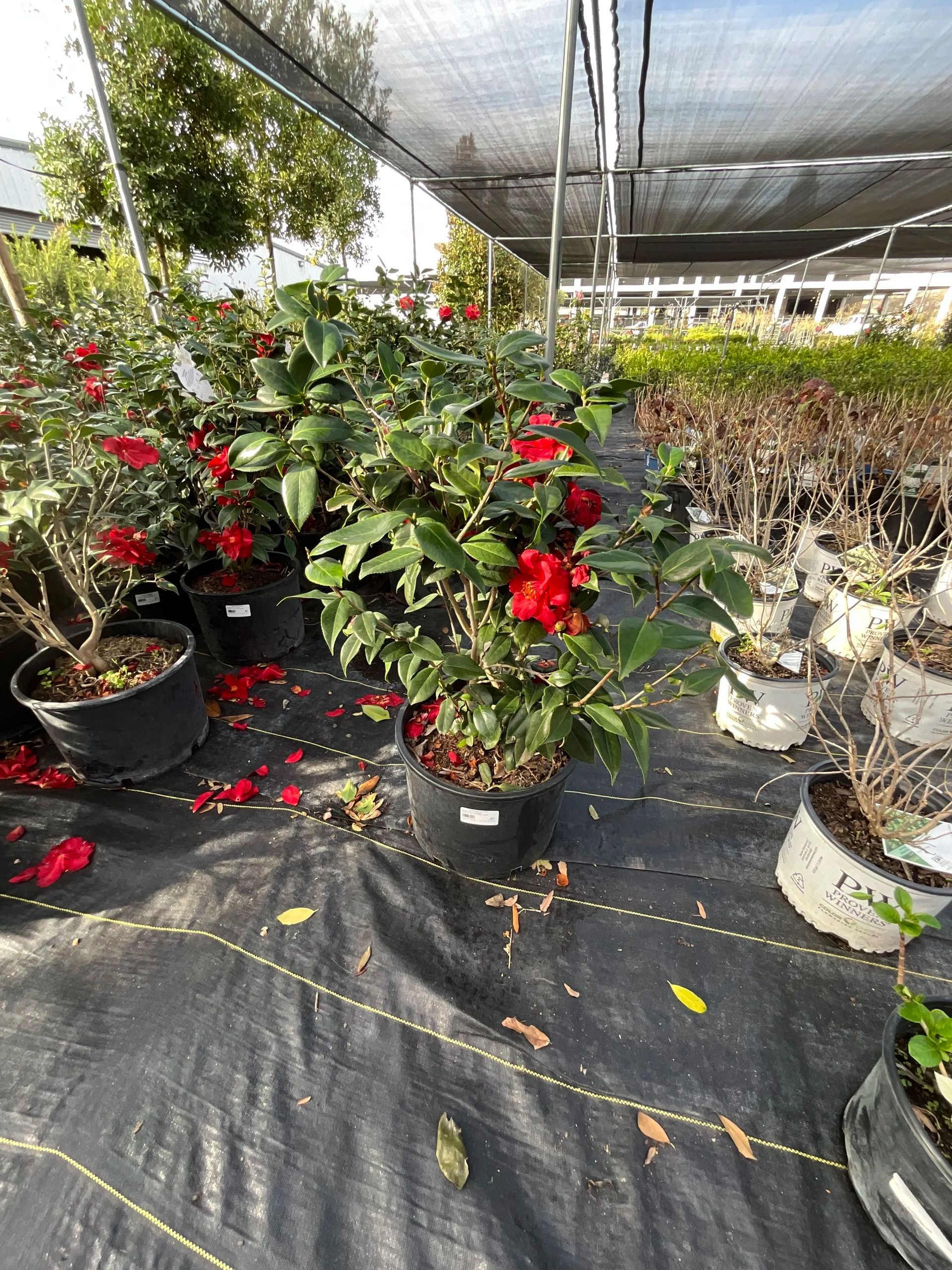 Red flowering potted plants in a shaded greenhouse nursery on black ground cover