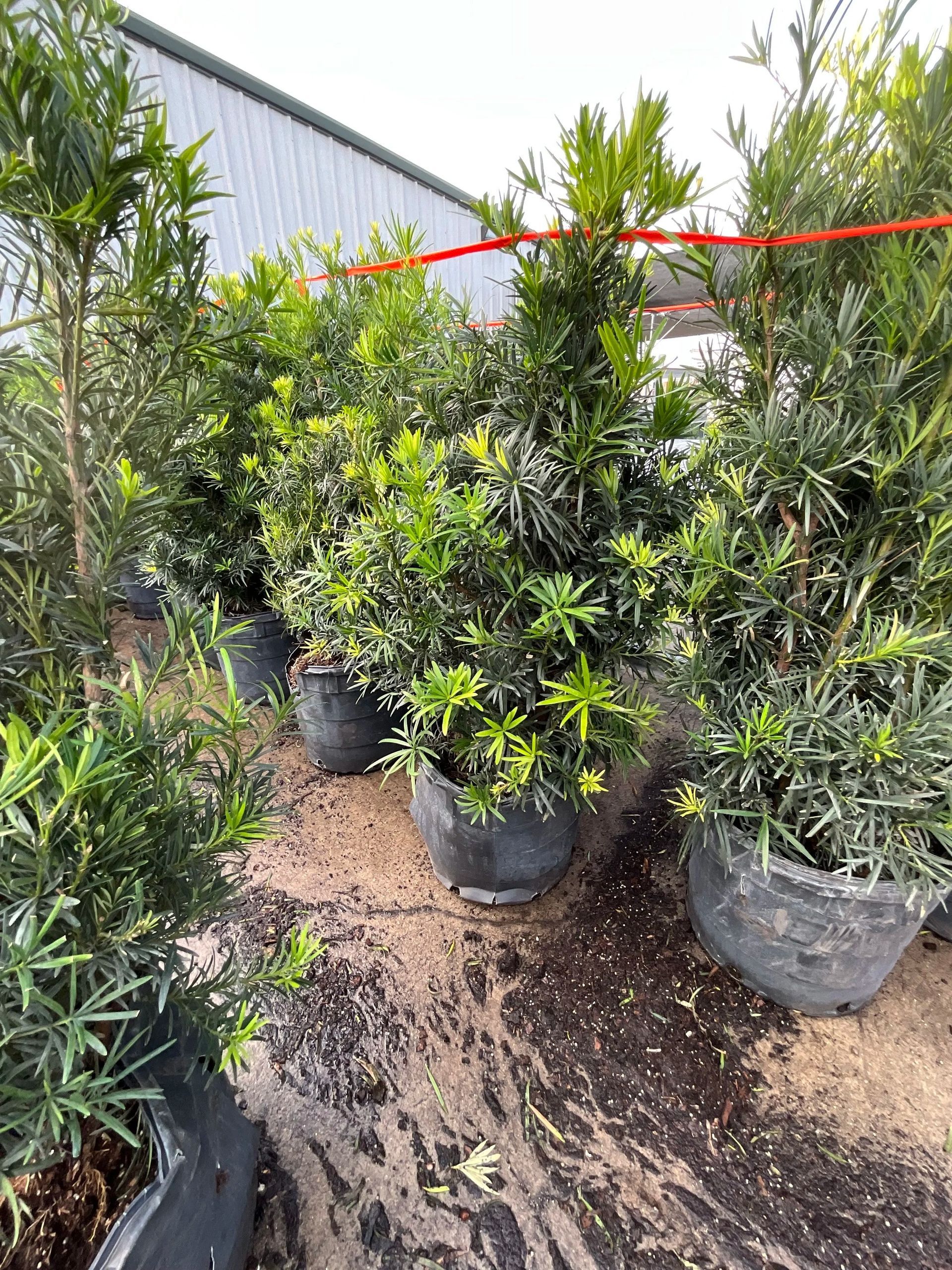 Potted green shrubs and small trees lined up outdoors beside a building on a dirt surface.