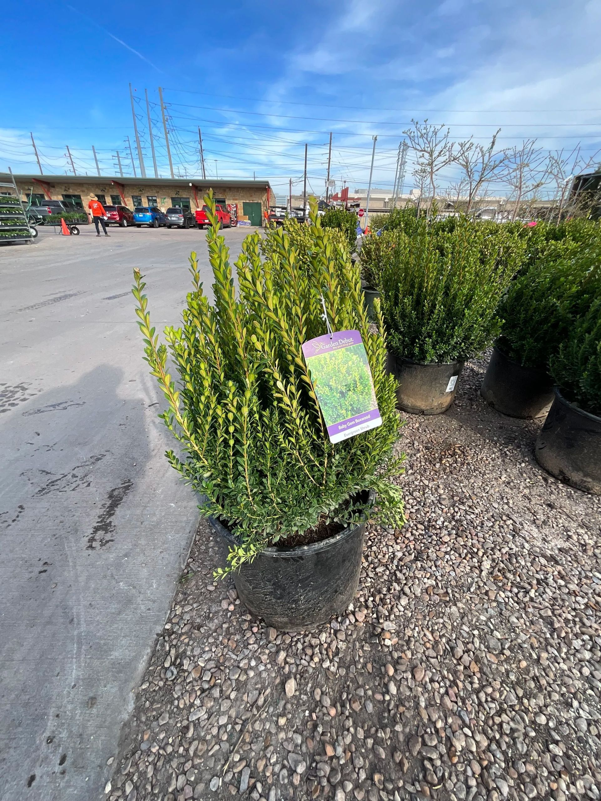 Potted shrubs for sale at a garden center, with a price tag in front.