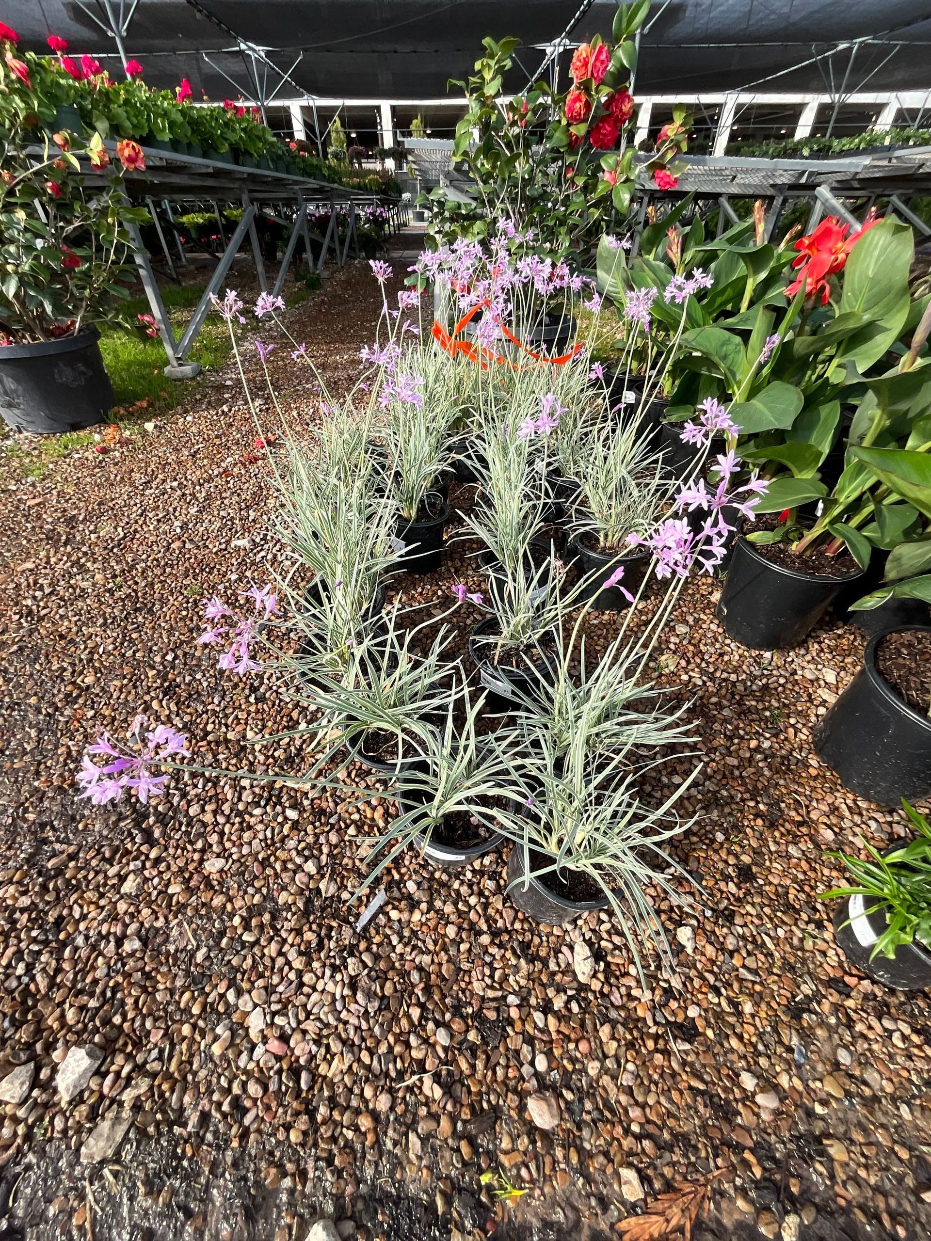 Potted flowering plants and succulents displayed in a nursery aisle with gravel ground and shade cloth overhead