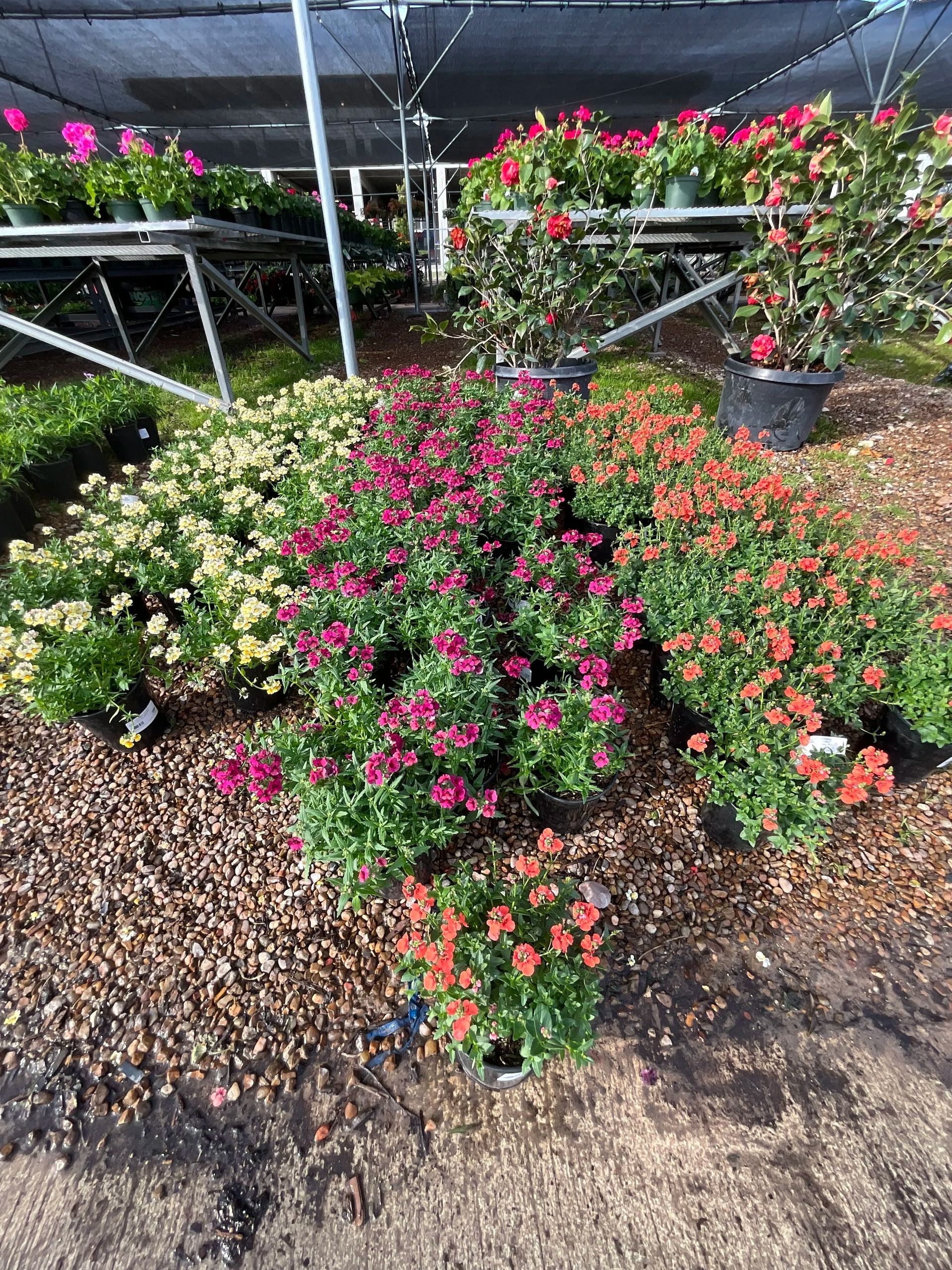 Potted flowering plants with pink, orange, and white blooms in a nursery greenhouse