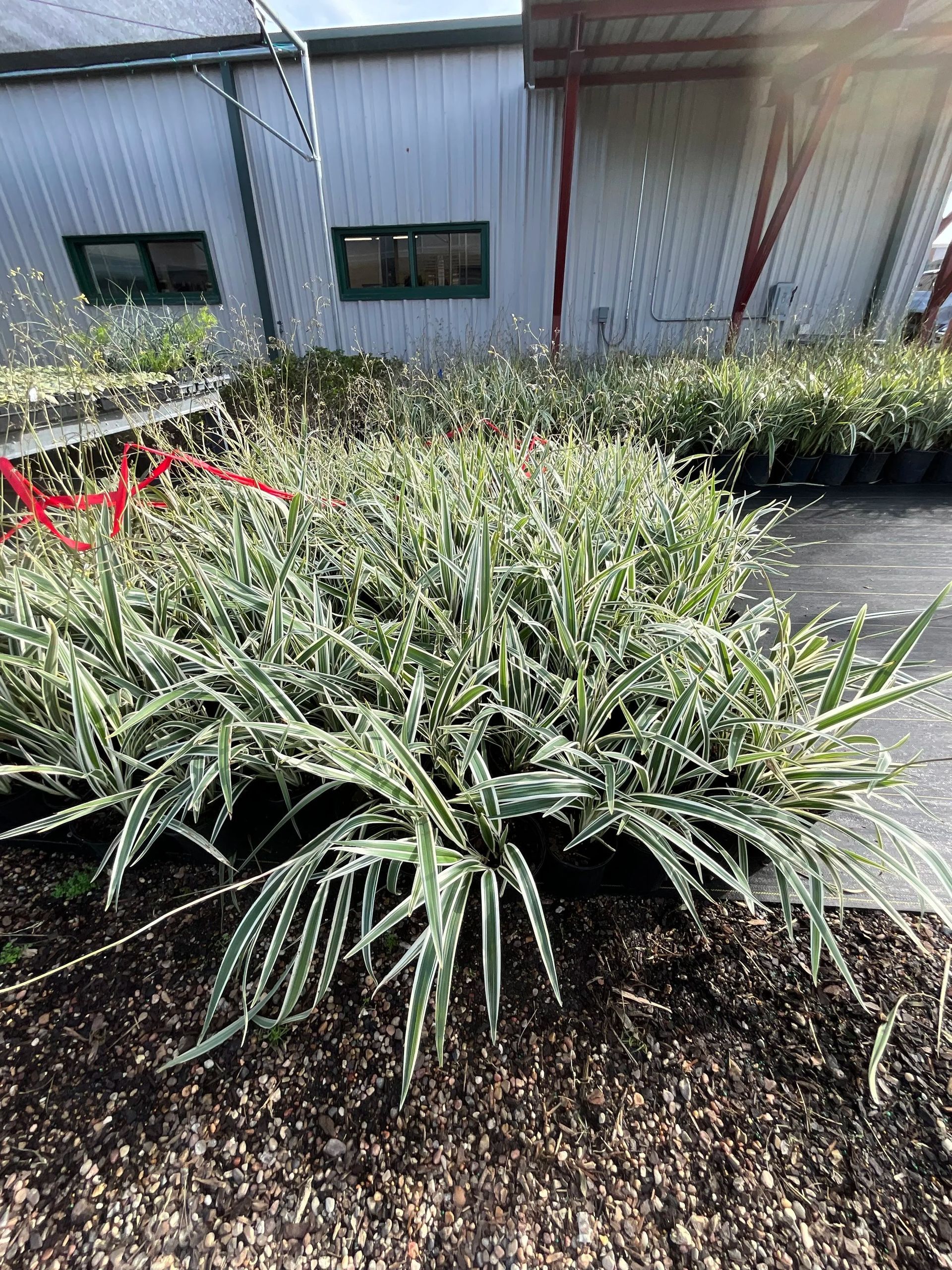 Cluster of spiky green plants in a landscaped bed beside a gray building with windows and a red bench
