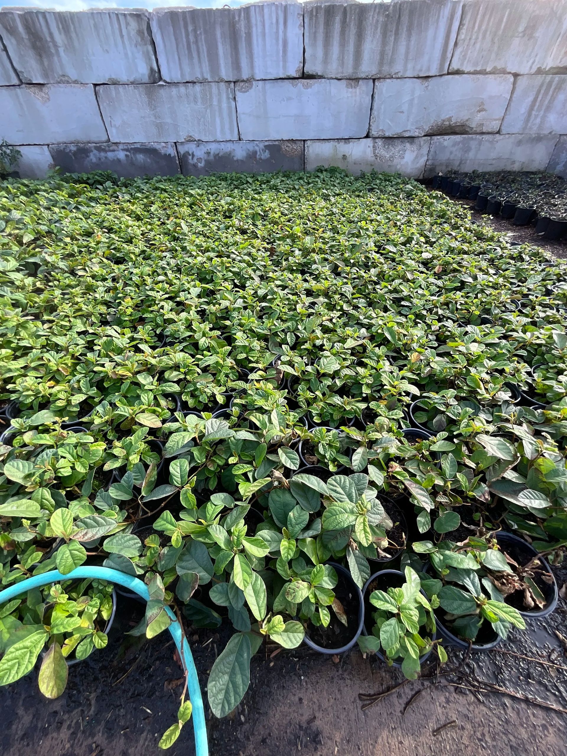 Dense bed of green groundcover plants beside a cinderblock wall, with a garden hose in the foreground.