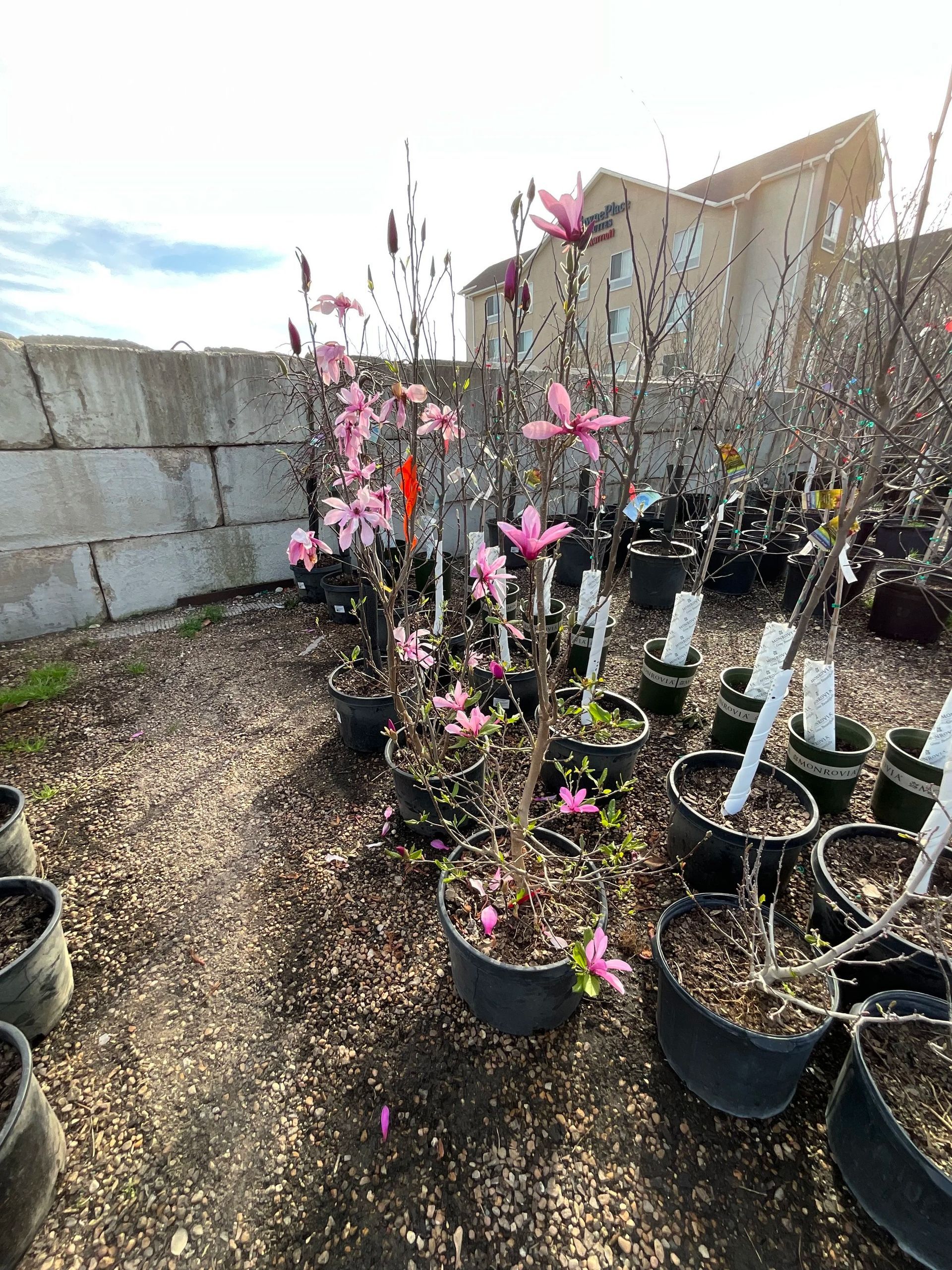 Potted pink flowering trees in a nursery yard beside a stone wall and house.