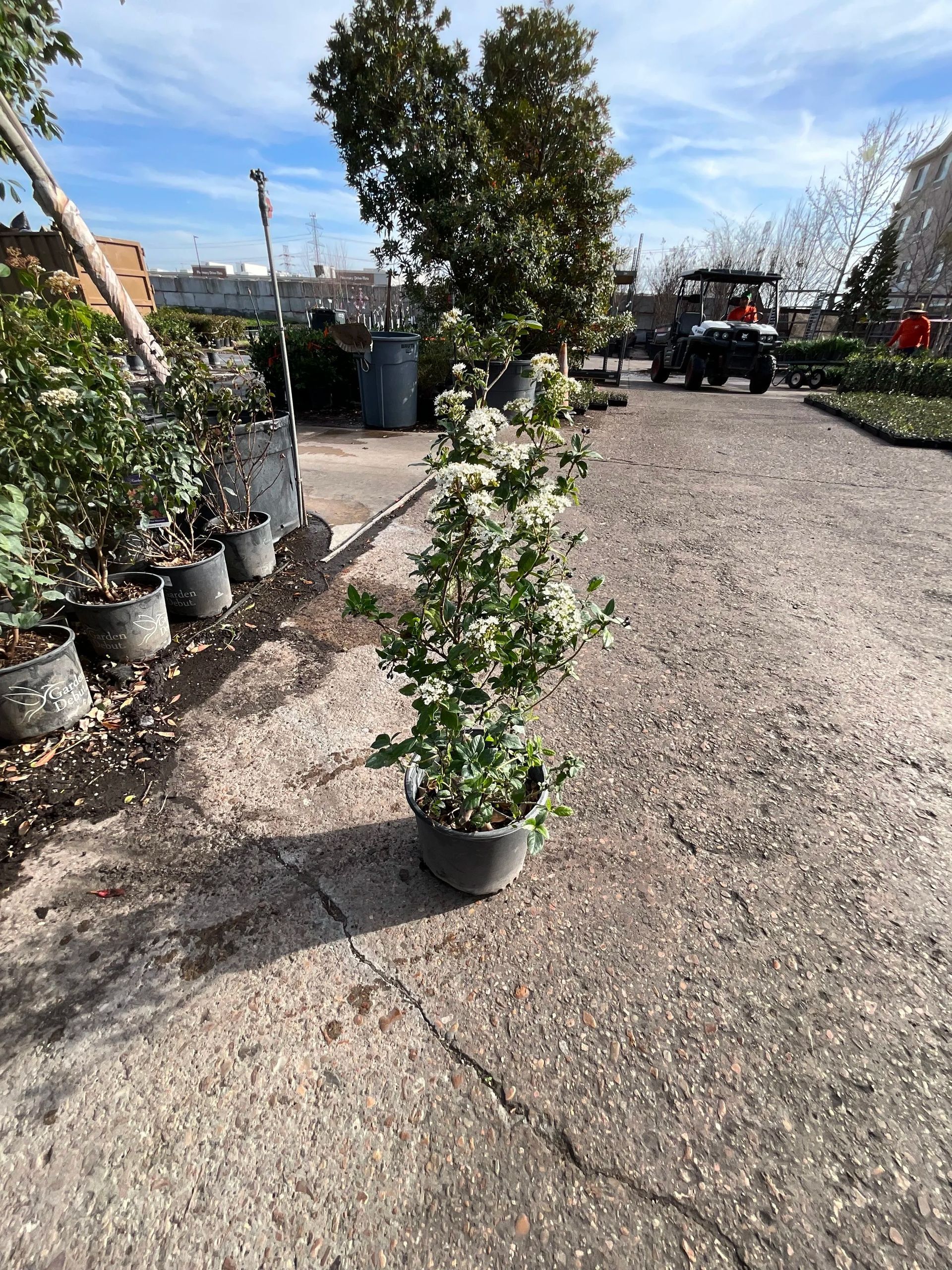 Potted topiary plant on a gravel lot at a garden center, with other plants and a tractor in the background