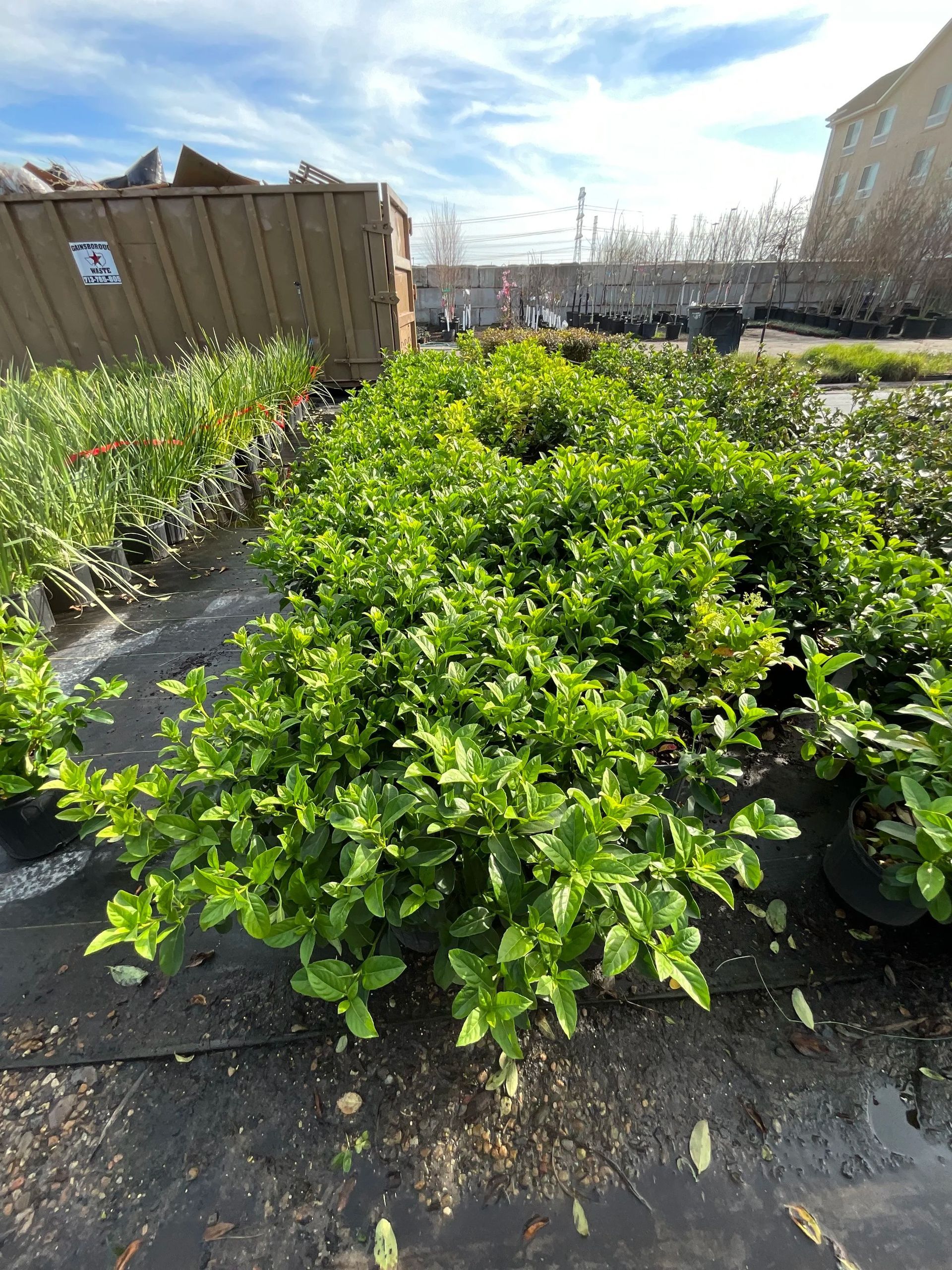 Green shrub plants growing in rows at a sunny nursery, with a fence and buildings in the background