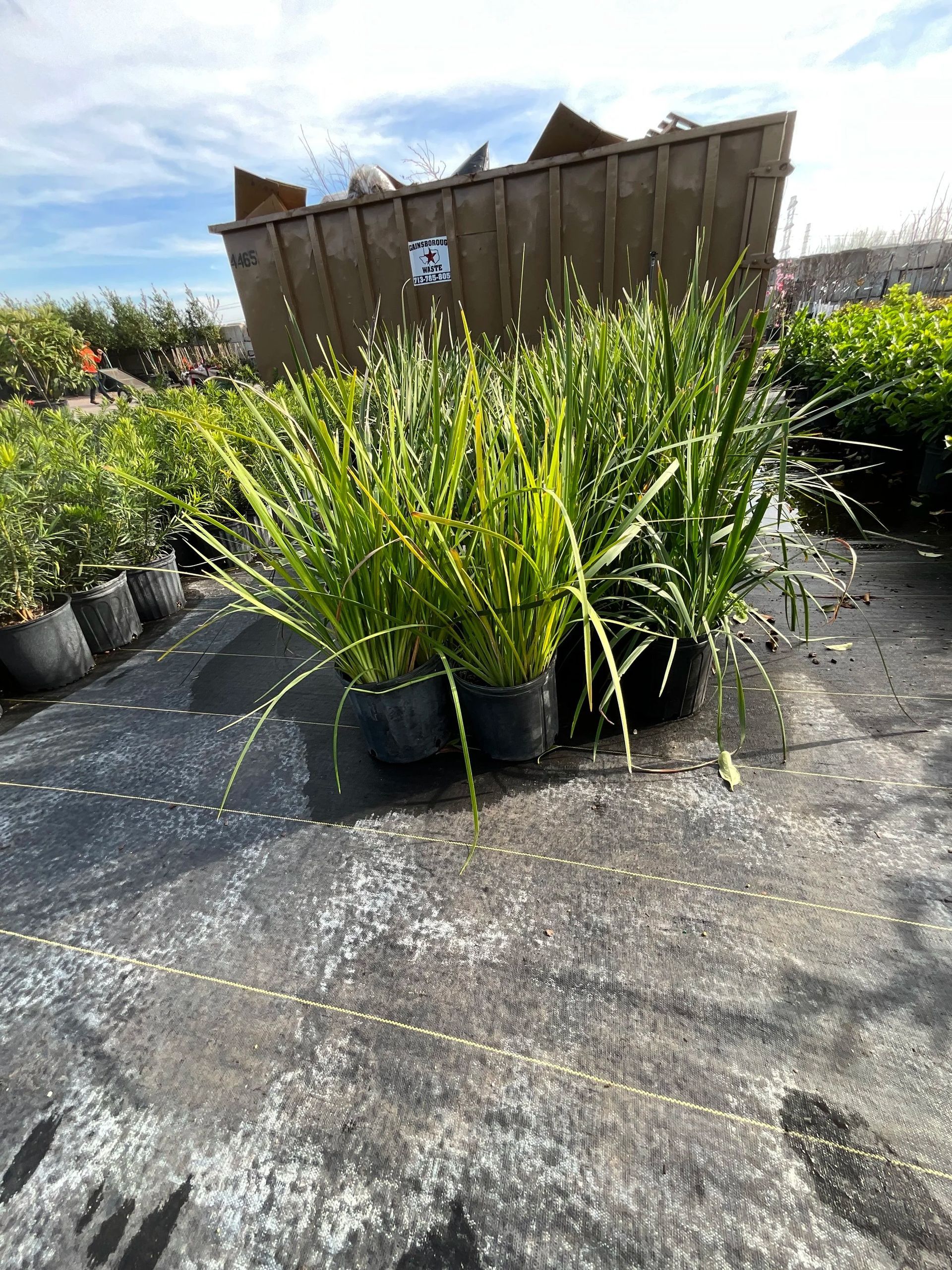 Potted green plants on a concrete surface in front of a wooden fence under bright sunlight