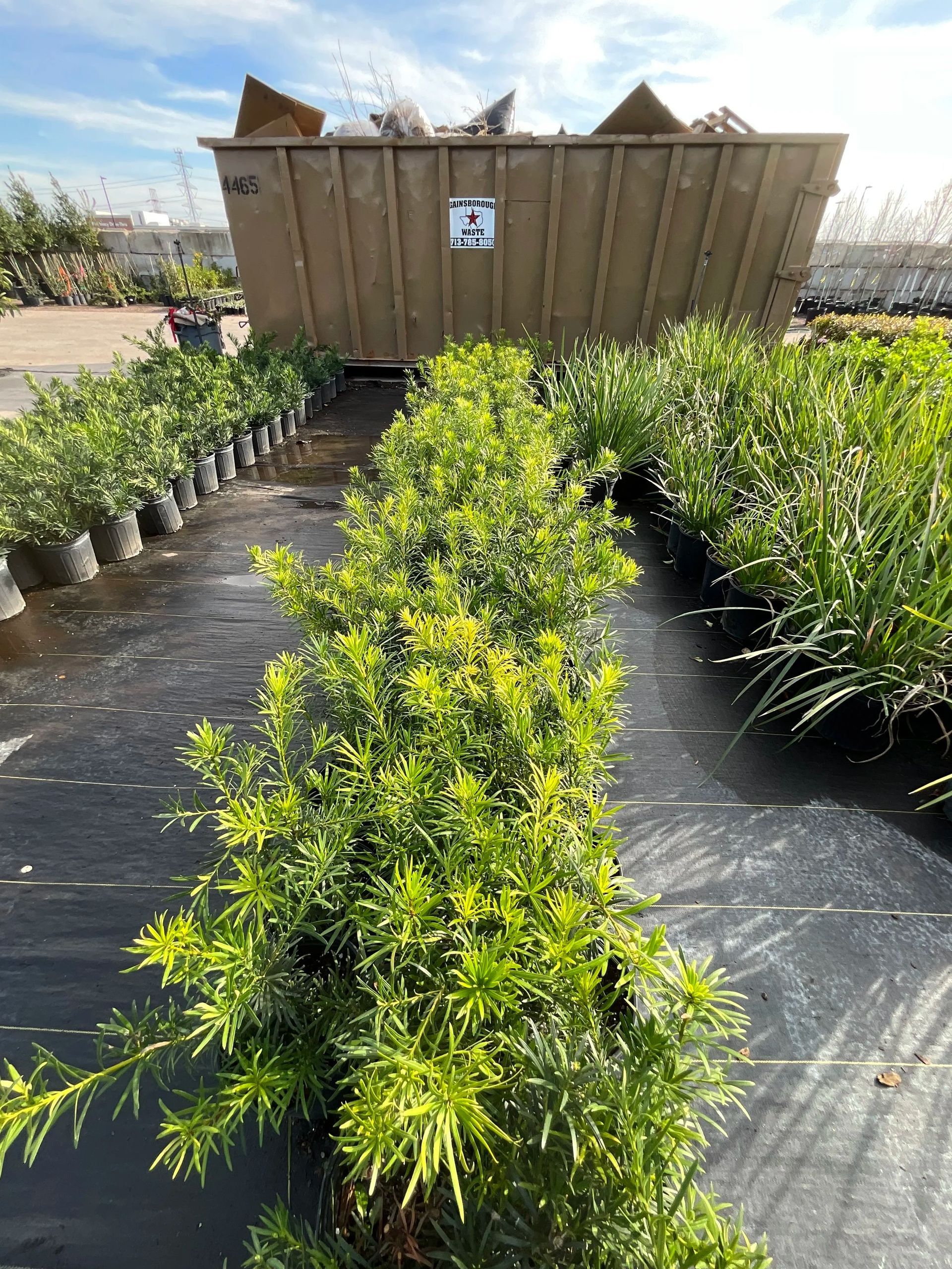 Potted green shrubs in a plant nursery beside rows of plants and a wooden container