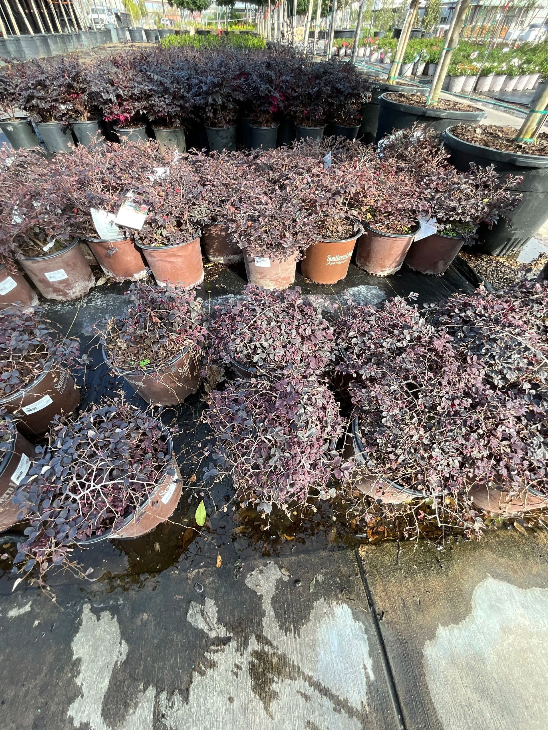Rows of potted dark purple plants in a greenhouse or nursery, with wet concrete ground.