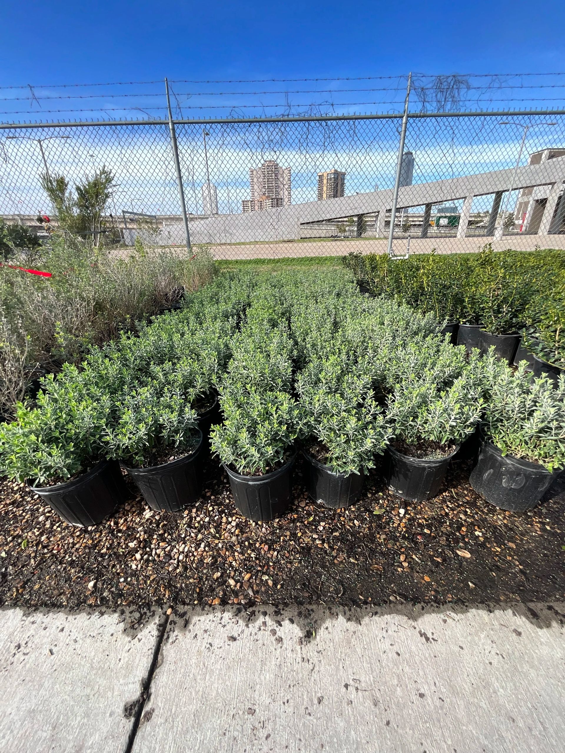 Rows of small potted green shrubs at a plant nursery under a blue sky and chain-link fence