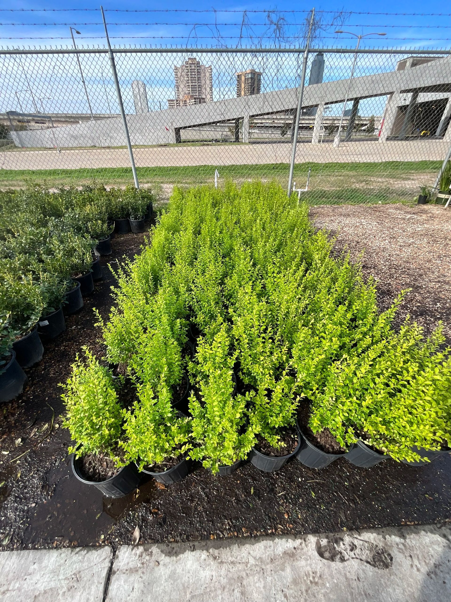 Young green shrubs in black pots at a plant nursery under a chain-link fence, with buildings in the background