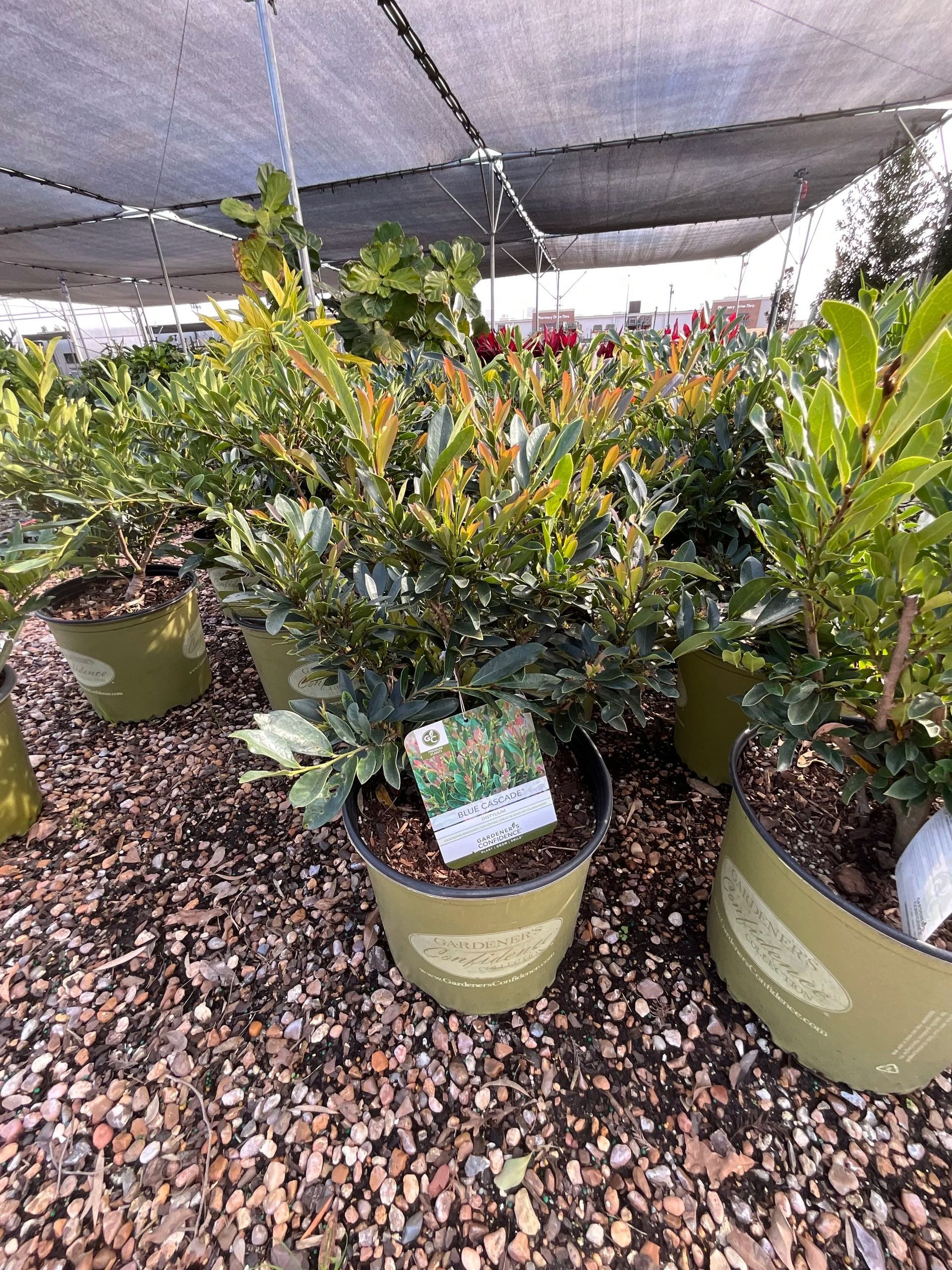 Potted leafy plants in a nursery under shade netting, arranged on gravel.