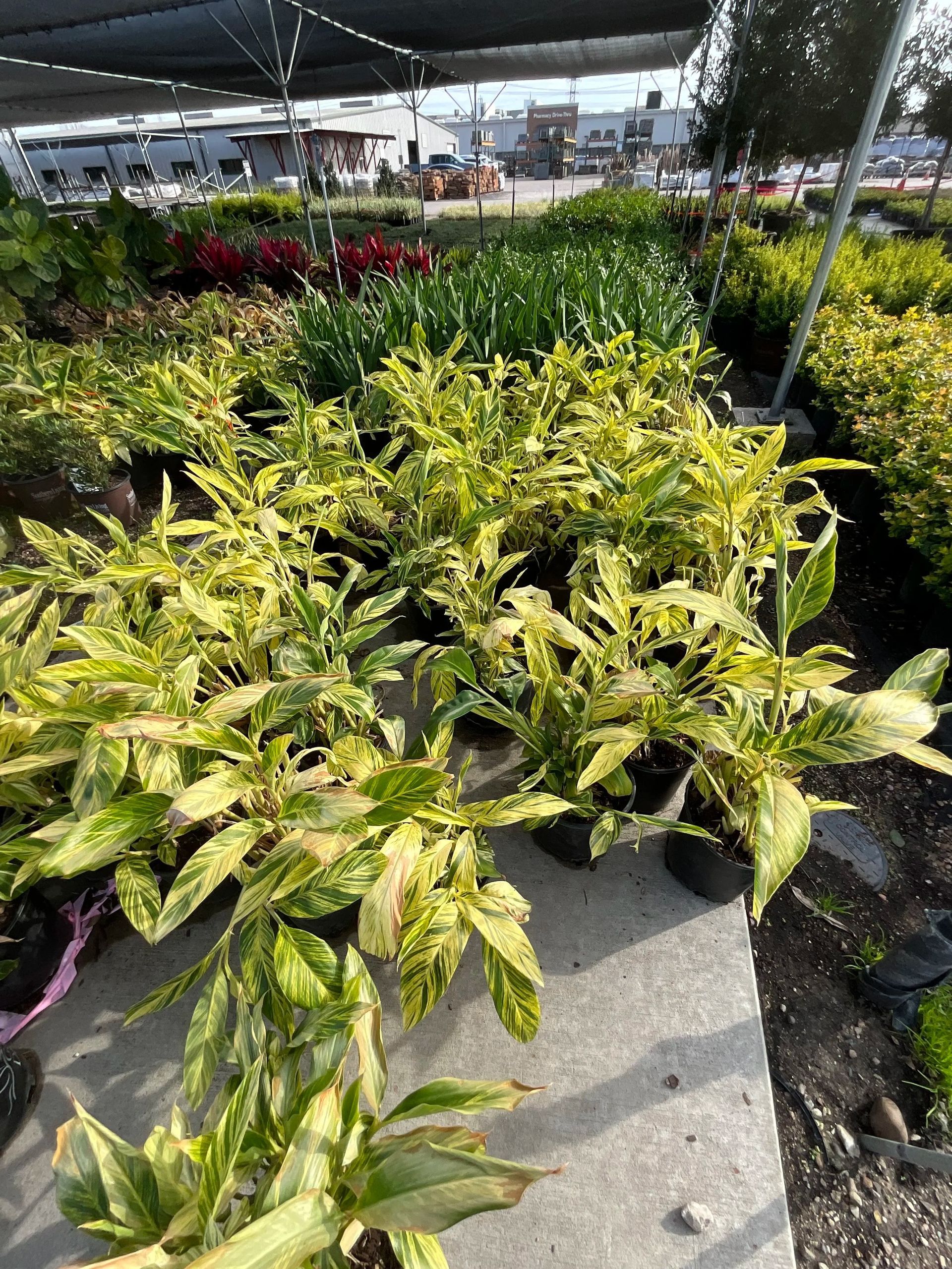 Potted variegated plants in a nursery under a shade canopy, with rows of greenery in the background