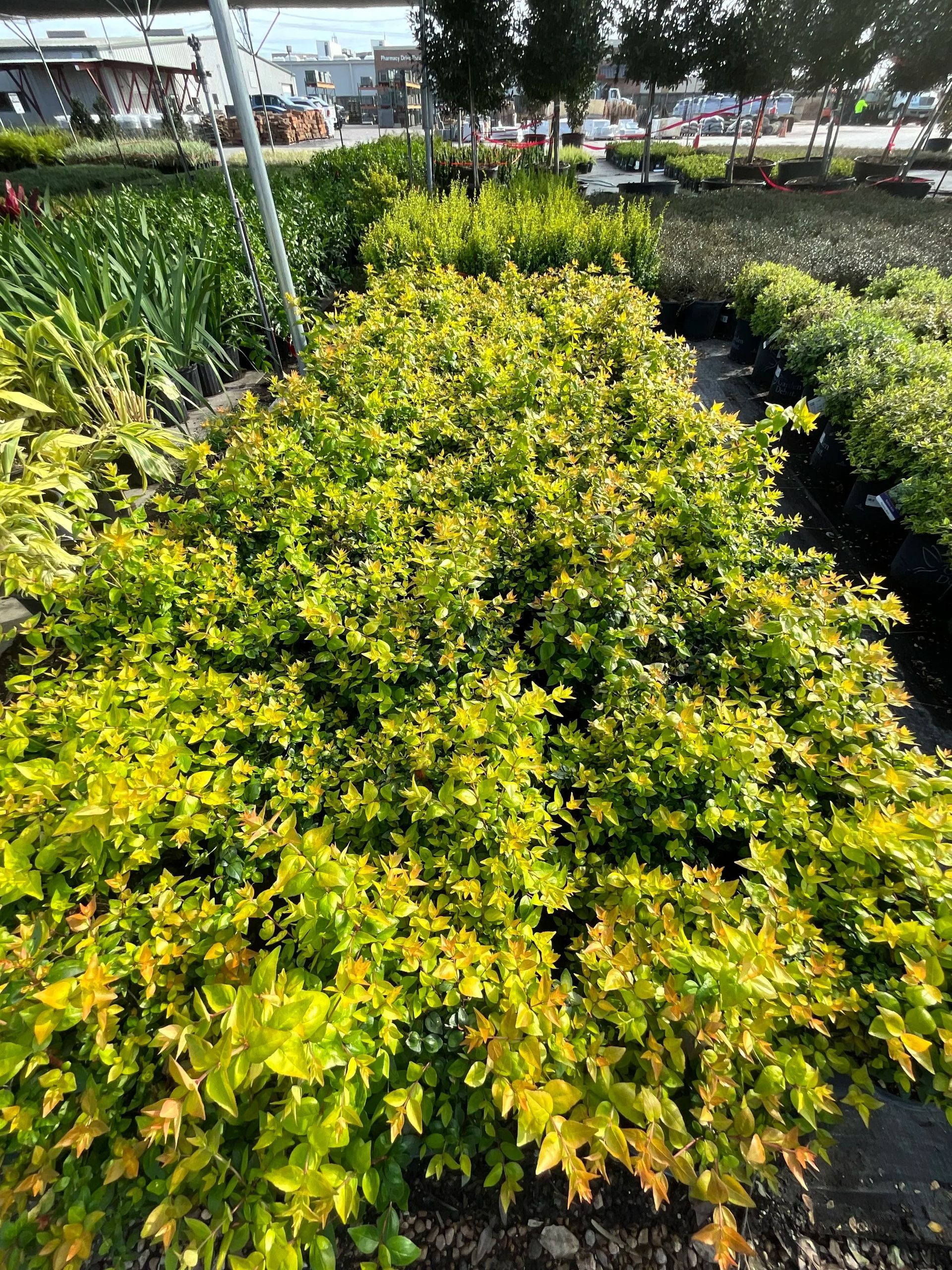 Yellow-green shrub in a plant nursery, with rows of potted greenery in the background