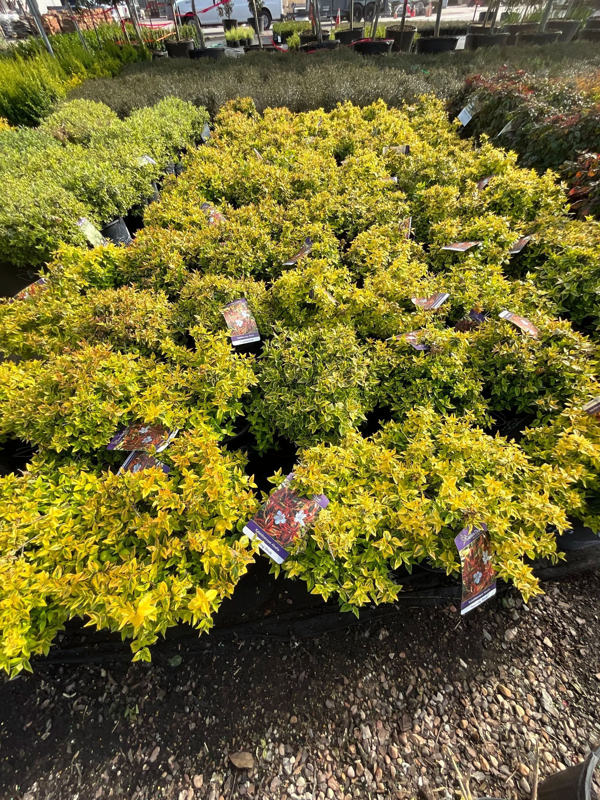 Rows of small yellow-green shrubs in black pots at an outdoor nursery garden.