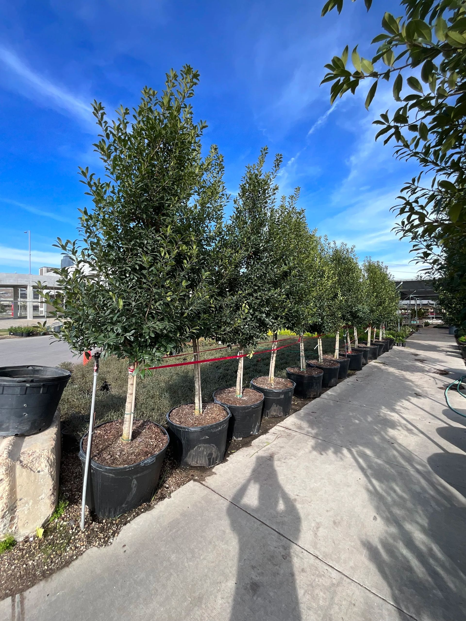 Row of potted trees along a sidewalk under a bright blue sky in a nursery or landscaping lot