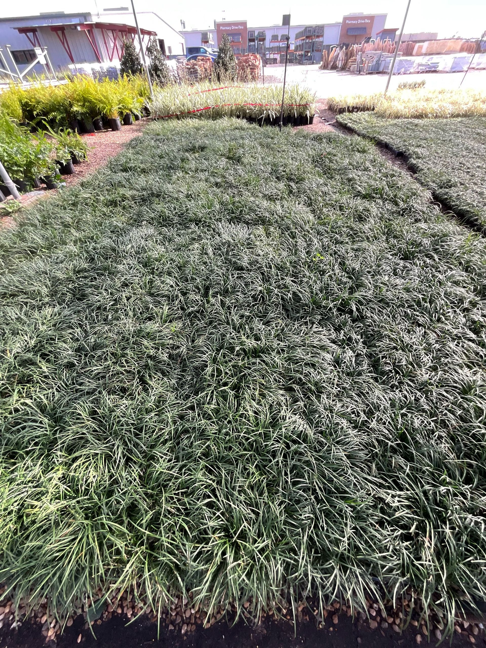 Manicured green lawn bordered by flower beds in a sunny outdoor park or garden
