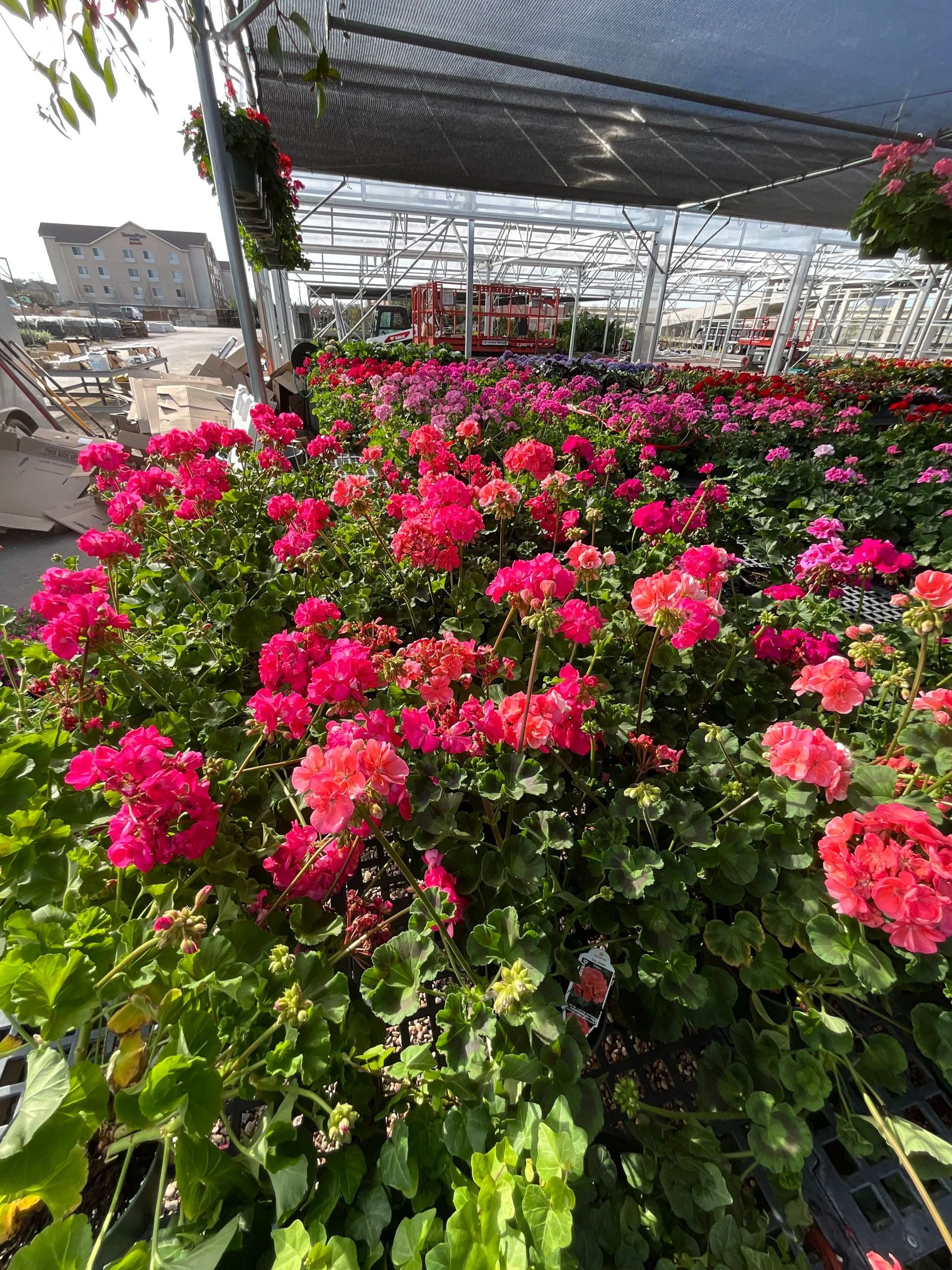 Rows of bright pink and coral flowers under a greenhouse shade canopy
