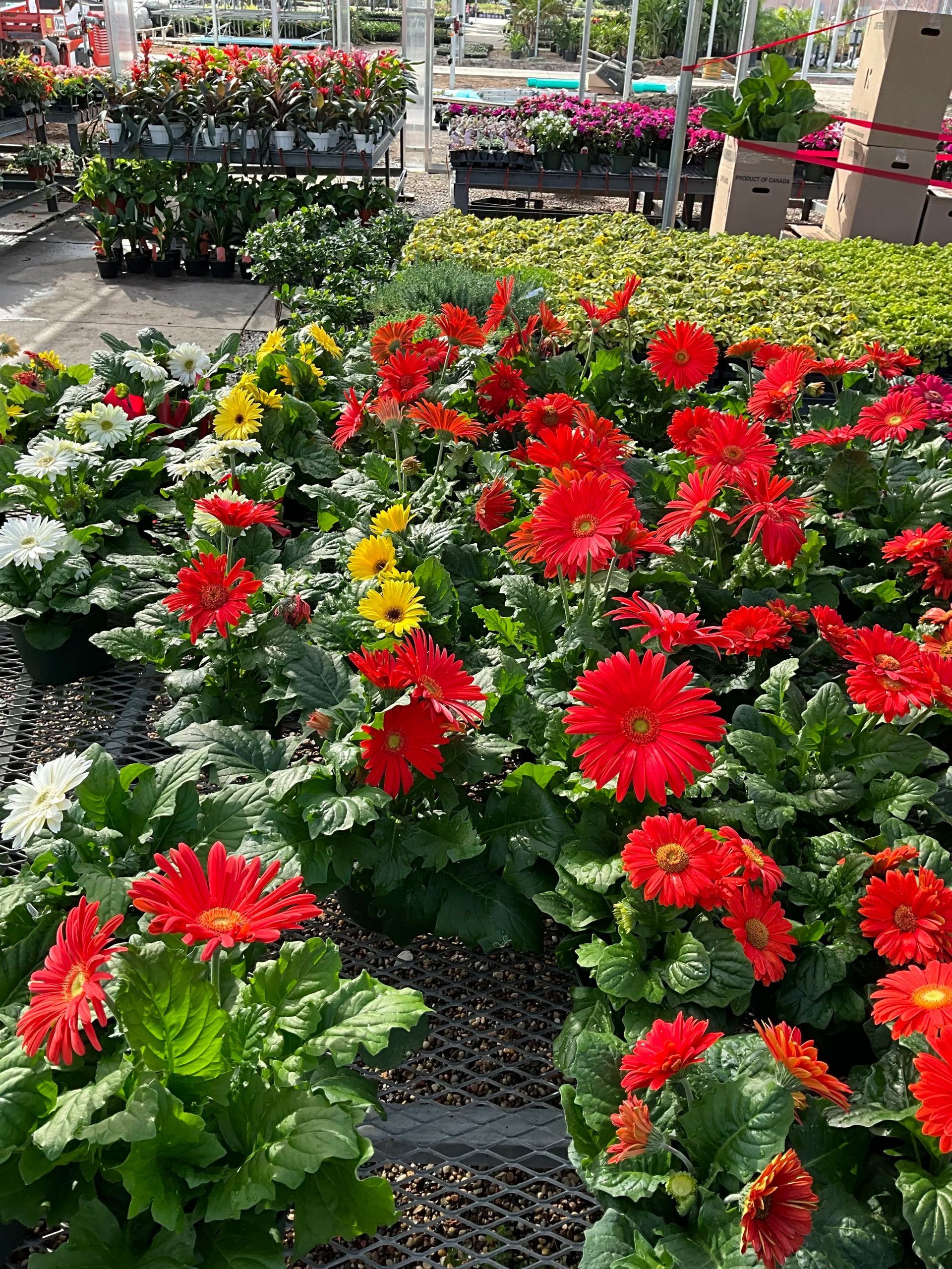 Red and white flowers blooming in a garden bed at a plant nursery.