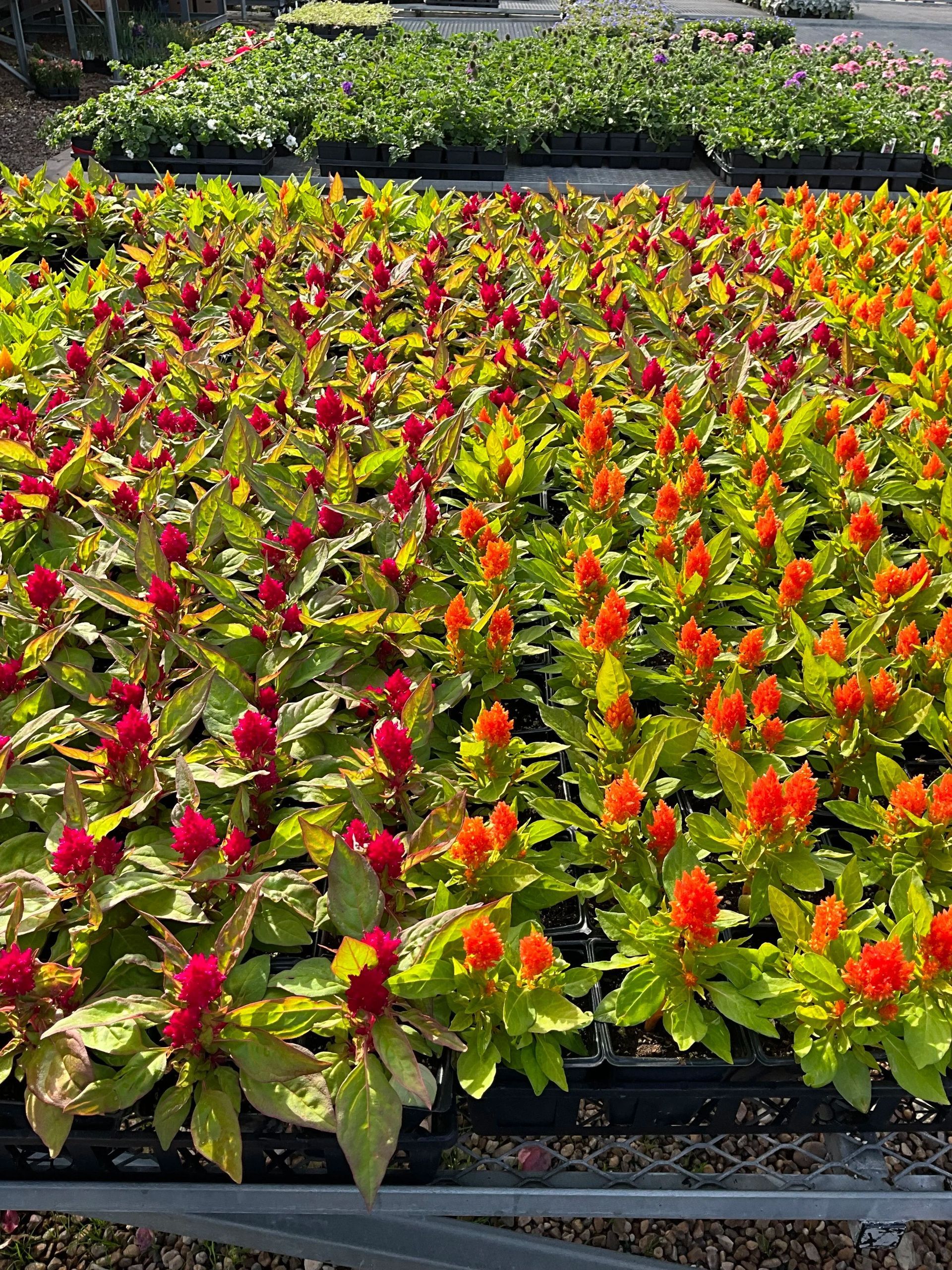 Rows of red and yellow flowers blooming in a garden bed under bright sunlight
