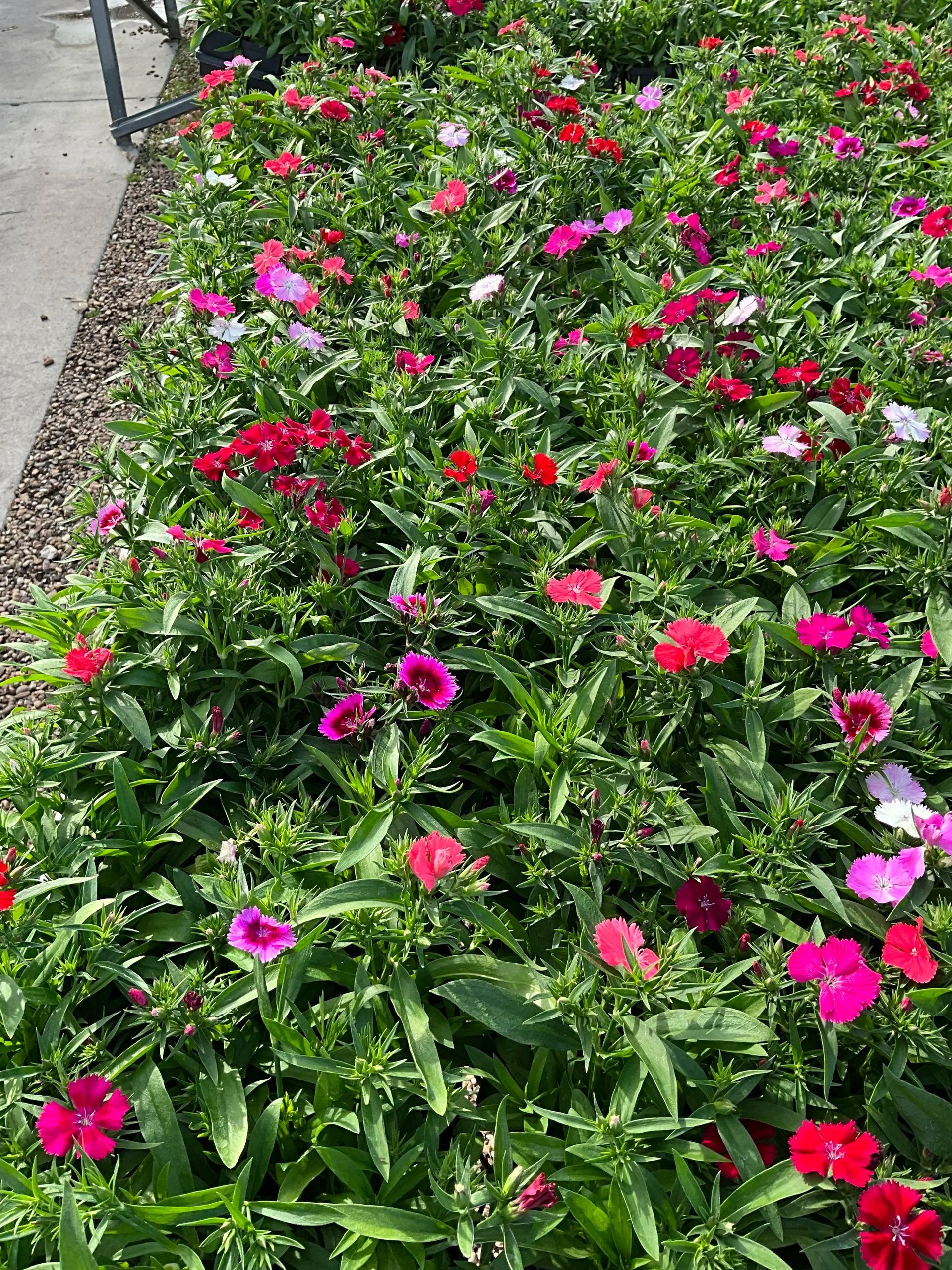 Flower bed with bright pink and red blooms along a sidewalk.