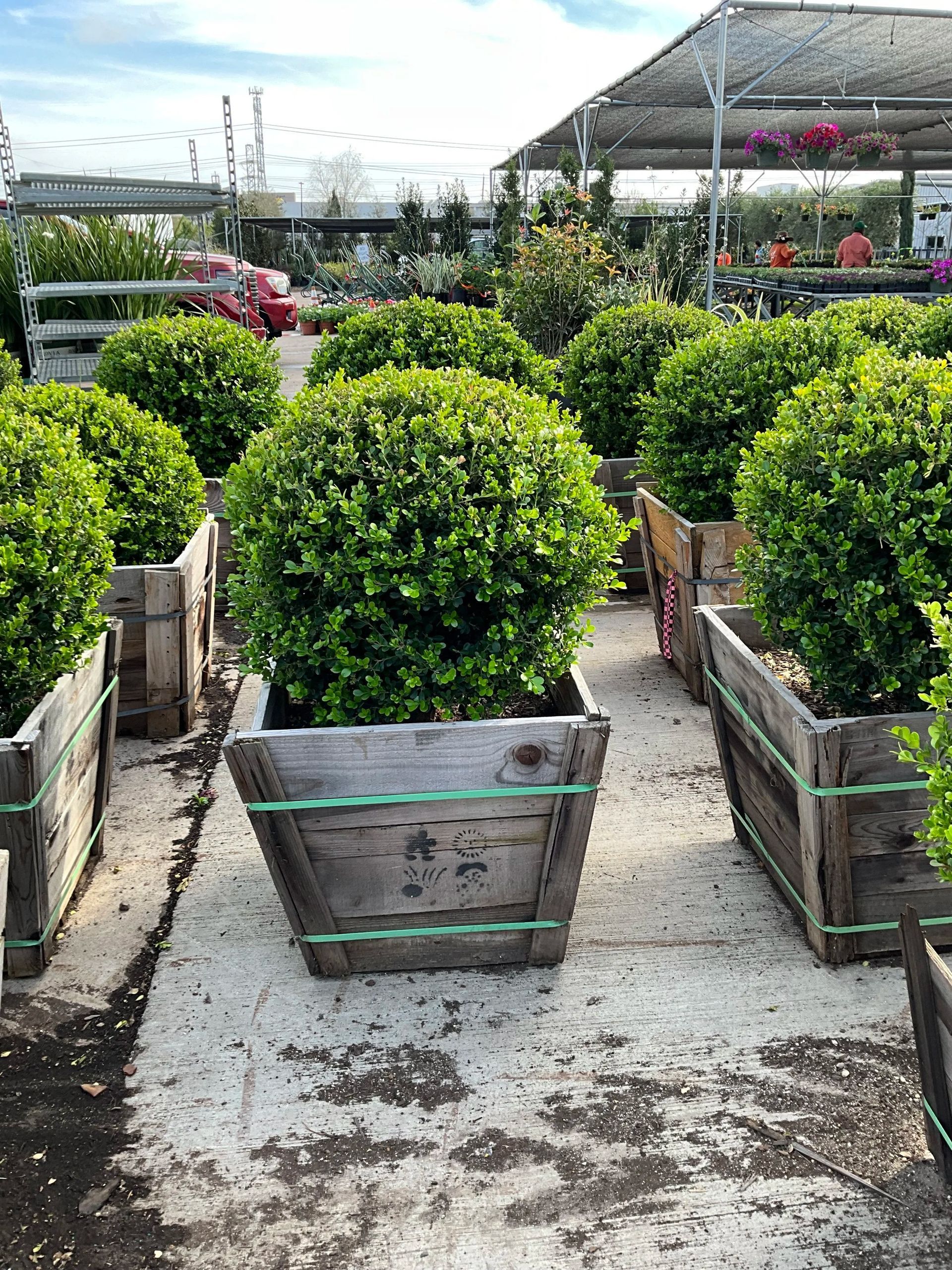 Rows of potted green shrubs in a greenhouse nursery aisle