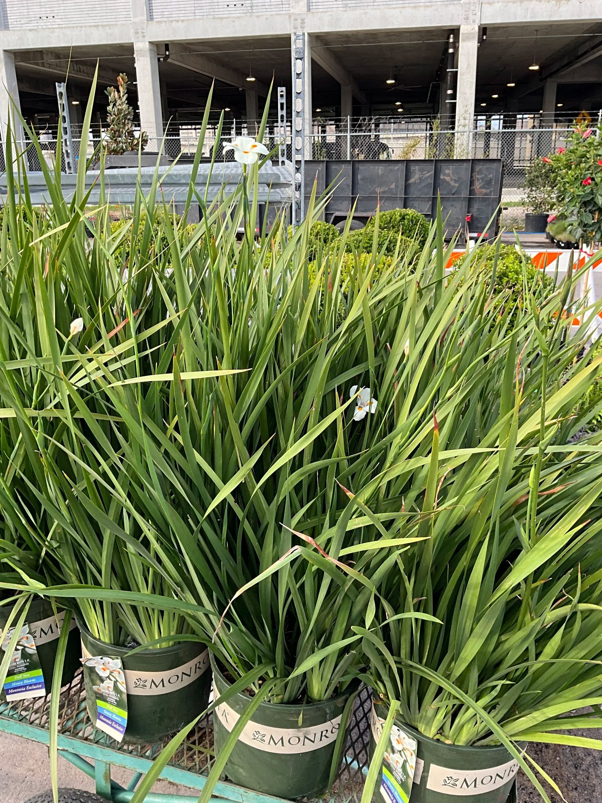 Potted green snake plants lined up at an outdoor garden center display