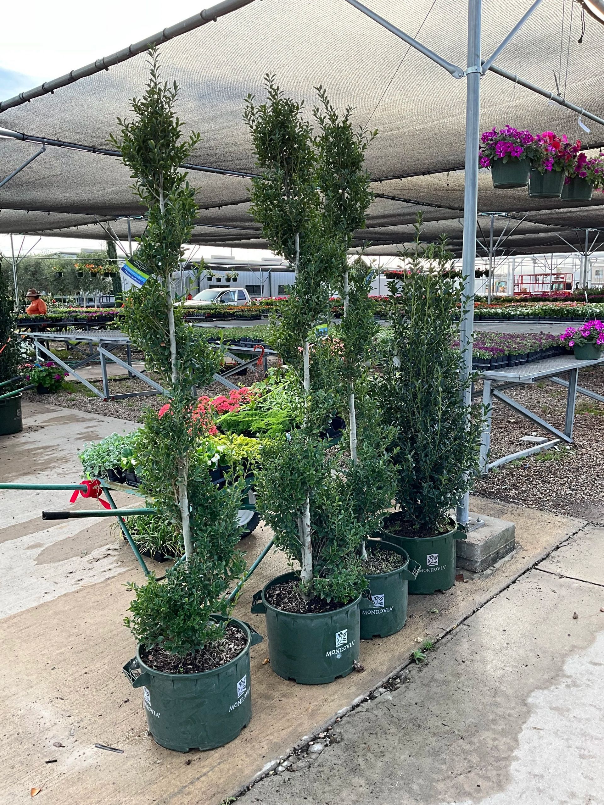 Potted topiary shrubs in a garden center under a shade canopy, with flowers and benches in the background