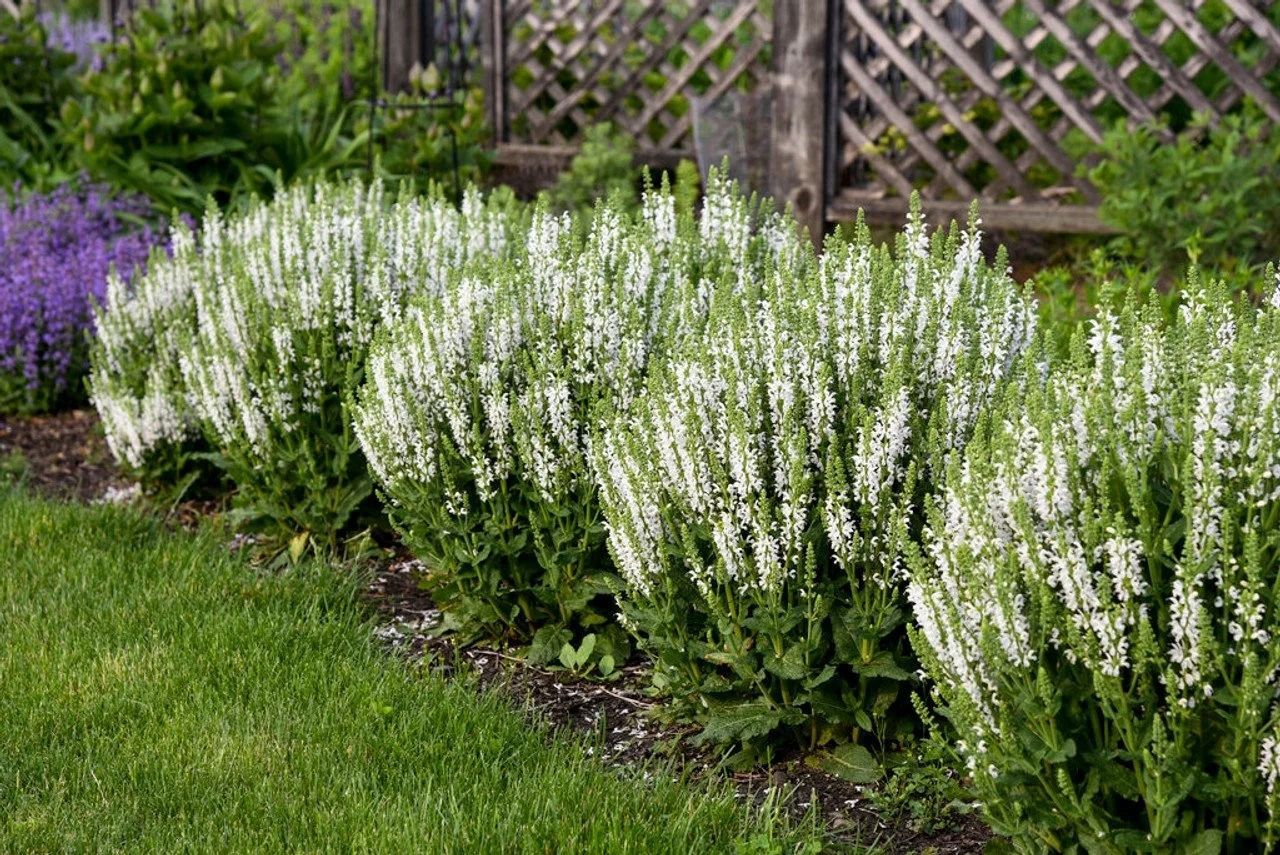 Row of white flowering plants in a garden border beside green grass and a lattice fence