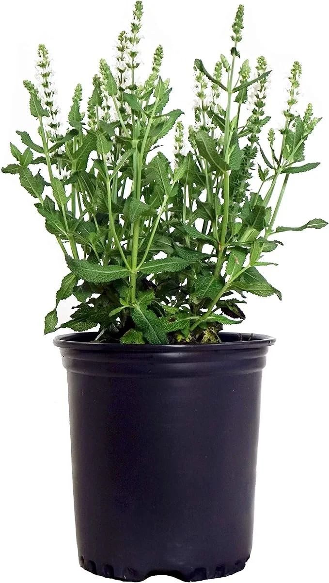 Potted green herb plant with upright stems in a black plastic nursery pot