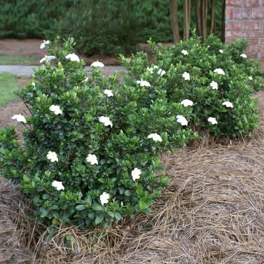 White-flowered shrubs in a garden bed surrounded by pine straw mulch