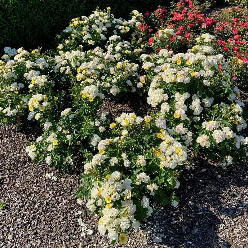 Flowering shrub with clusters of white, yellow, and red blossoms in a garden bed