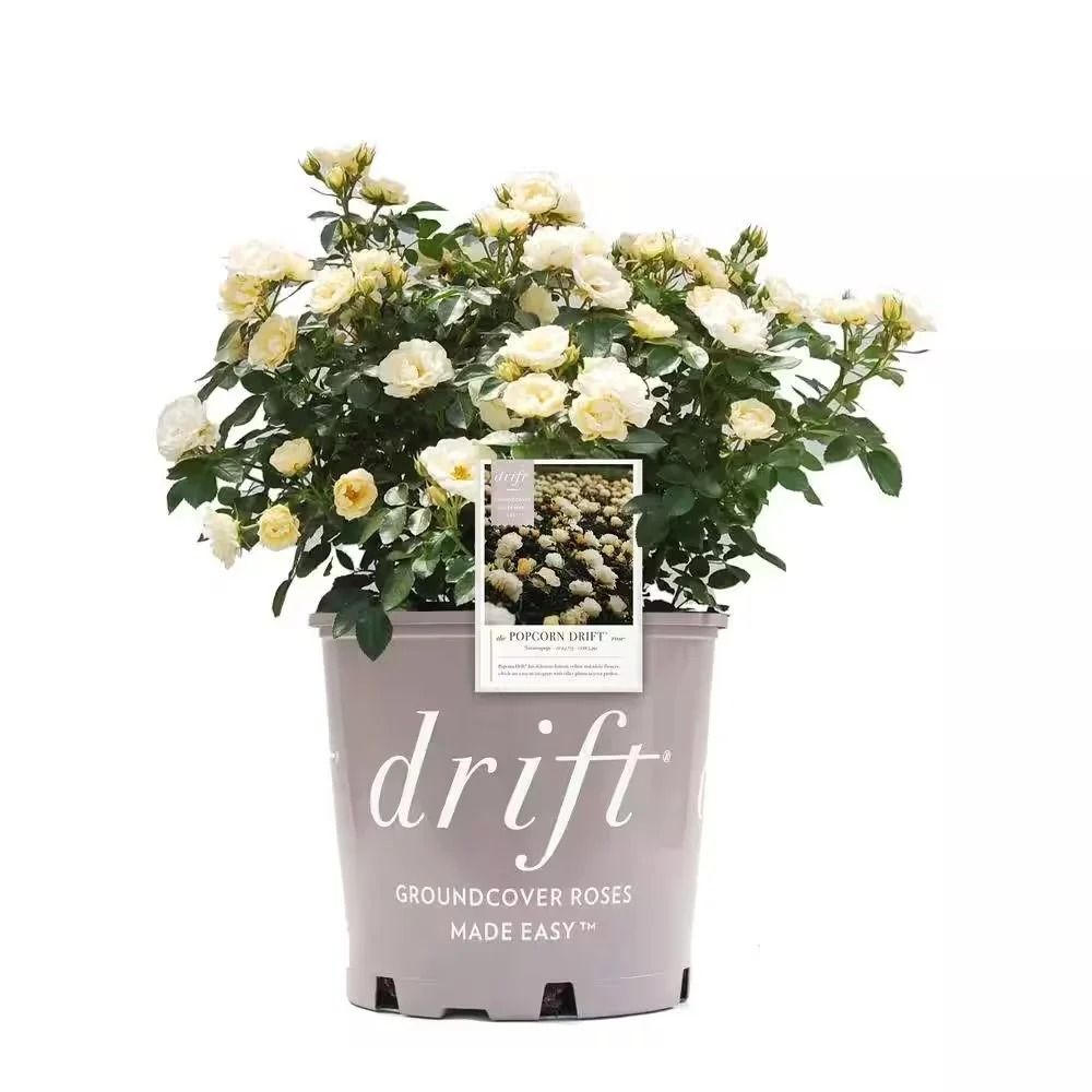 White and yellow flowers in a gray “drift” planter on a white background