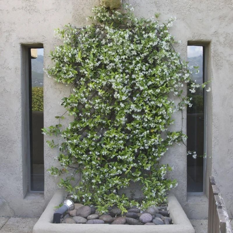Stone planter with dense green vine against a concrete wall, flanked by narrow vertical windows.