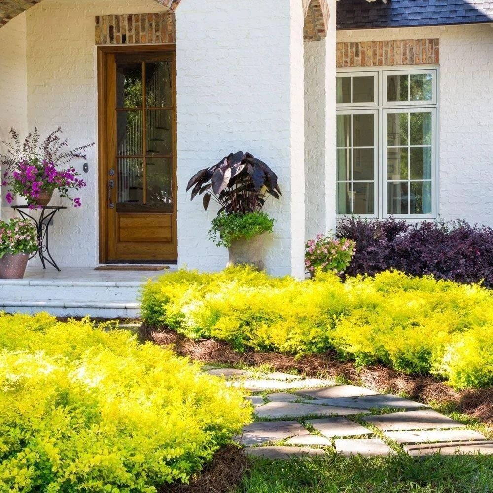 White house entrance with wooden door, windows, and bright yellow shrubs along a stone path