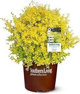 Yellow flowering shrub in a brown Southern Living plant collection pot with a tag