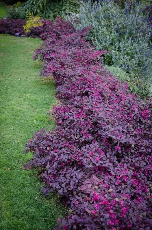 Purple flowering groundcover edging a green lawn in a garden