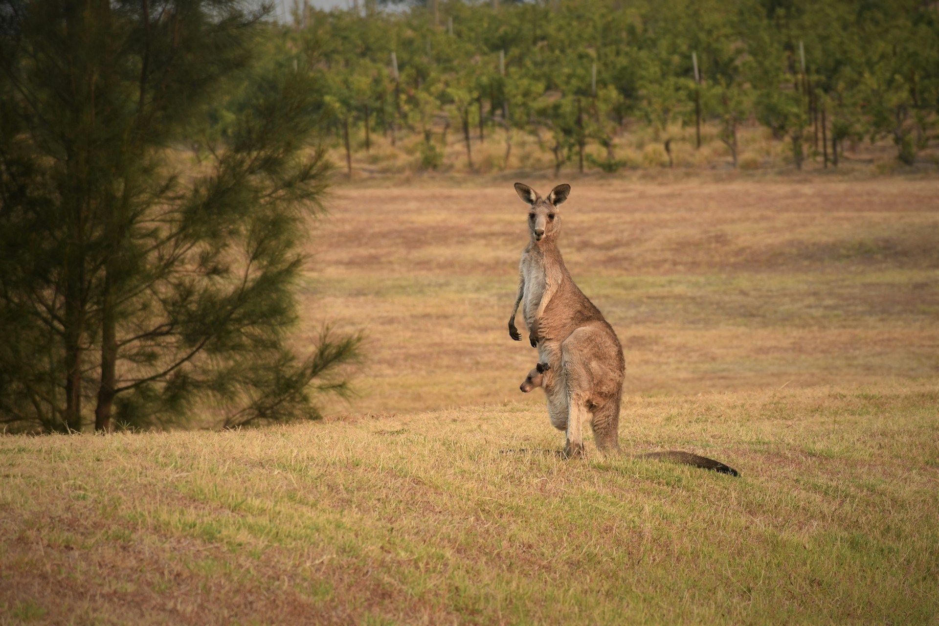 Kangaroo with joey in pouch standing in a field with trees in the background.