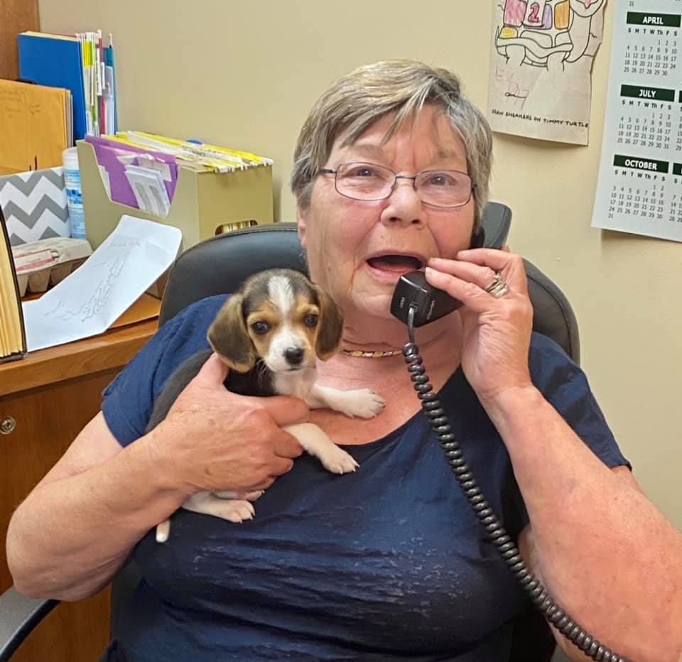 A person in a blue shirt holds a small beagle puppy while talking on a landline phone in an office.