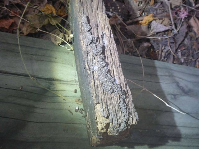 A piece of wood is laying on a wooden surface with termites