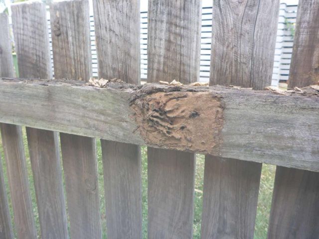 A wooden fence with termite activity