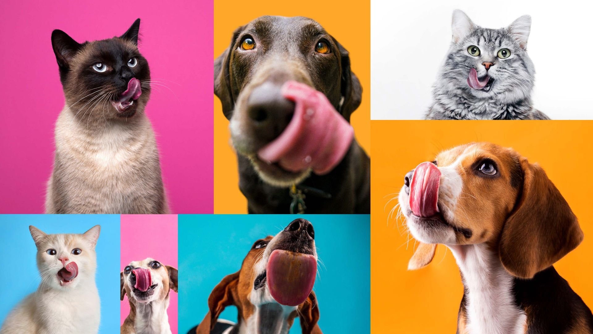 Uma colagem de gatos e cachorros lambendo seus narizes.