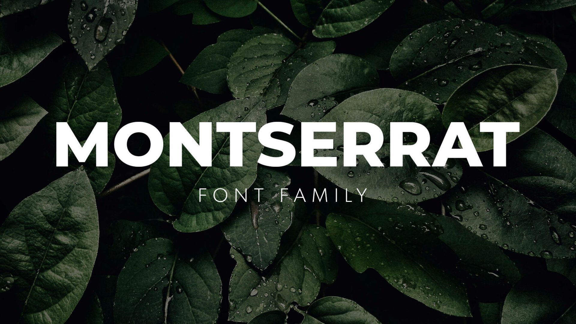 Fonte Montserrat em negrito branco sobre fundo verde escuro com efeito de folha.