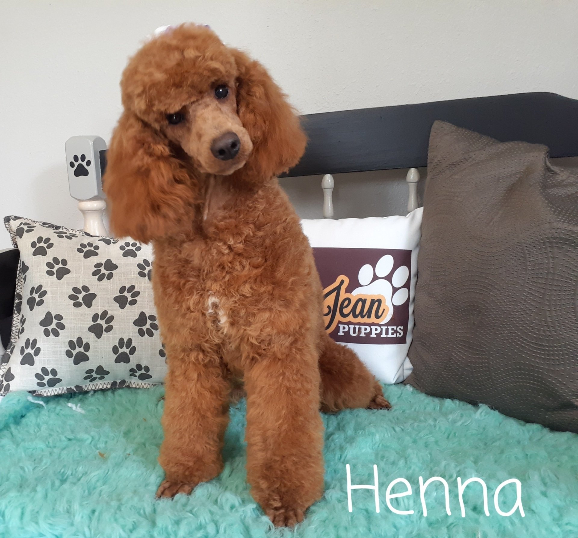 Petit Jean Puppies Goldendoodles, Cavapoos & Cavapoochons