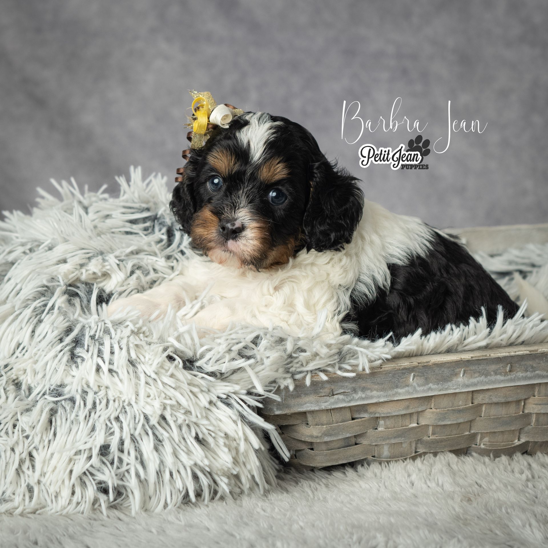 Petit Jean Puppies Goldendoodles, Cavapoos & Cavapoochons
