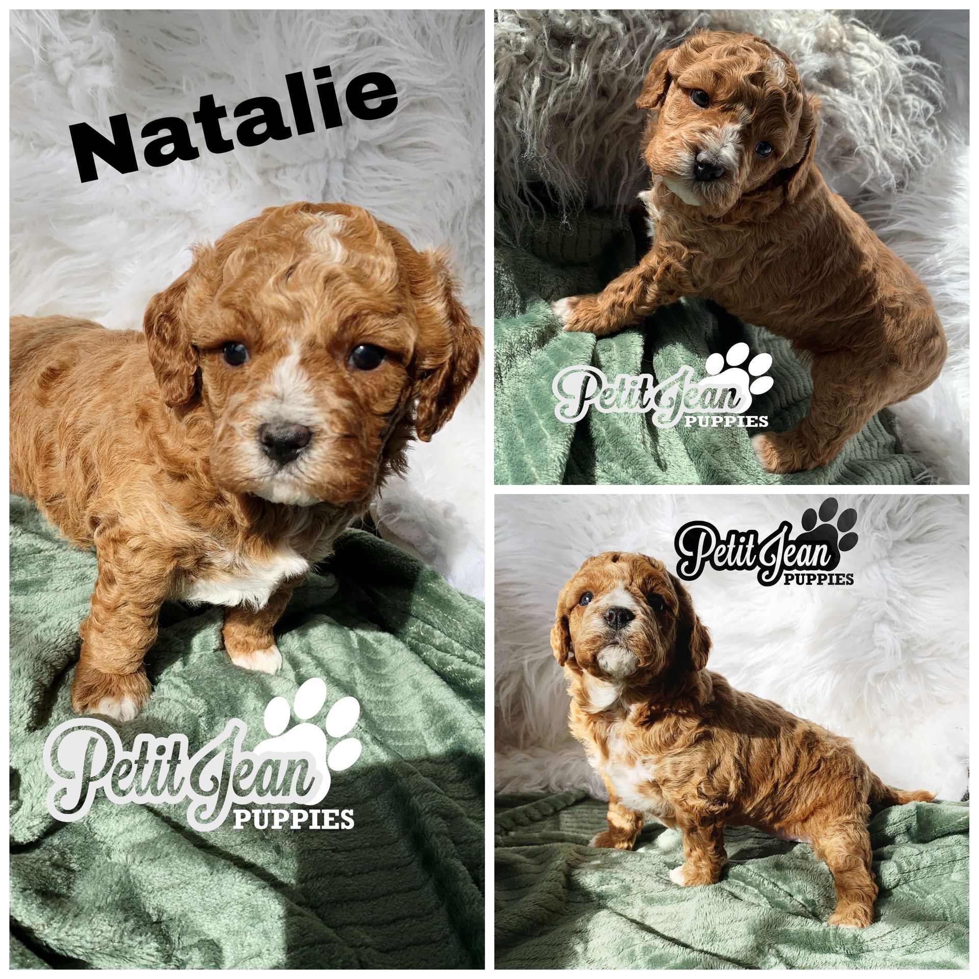 Petit Jean Puppies Goldendoodles, Cavapoos & Cavapoochons