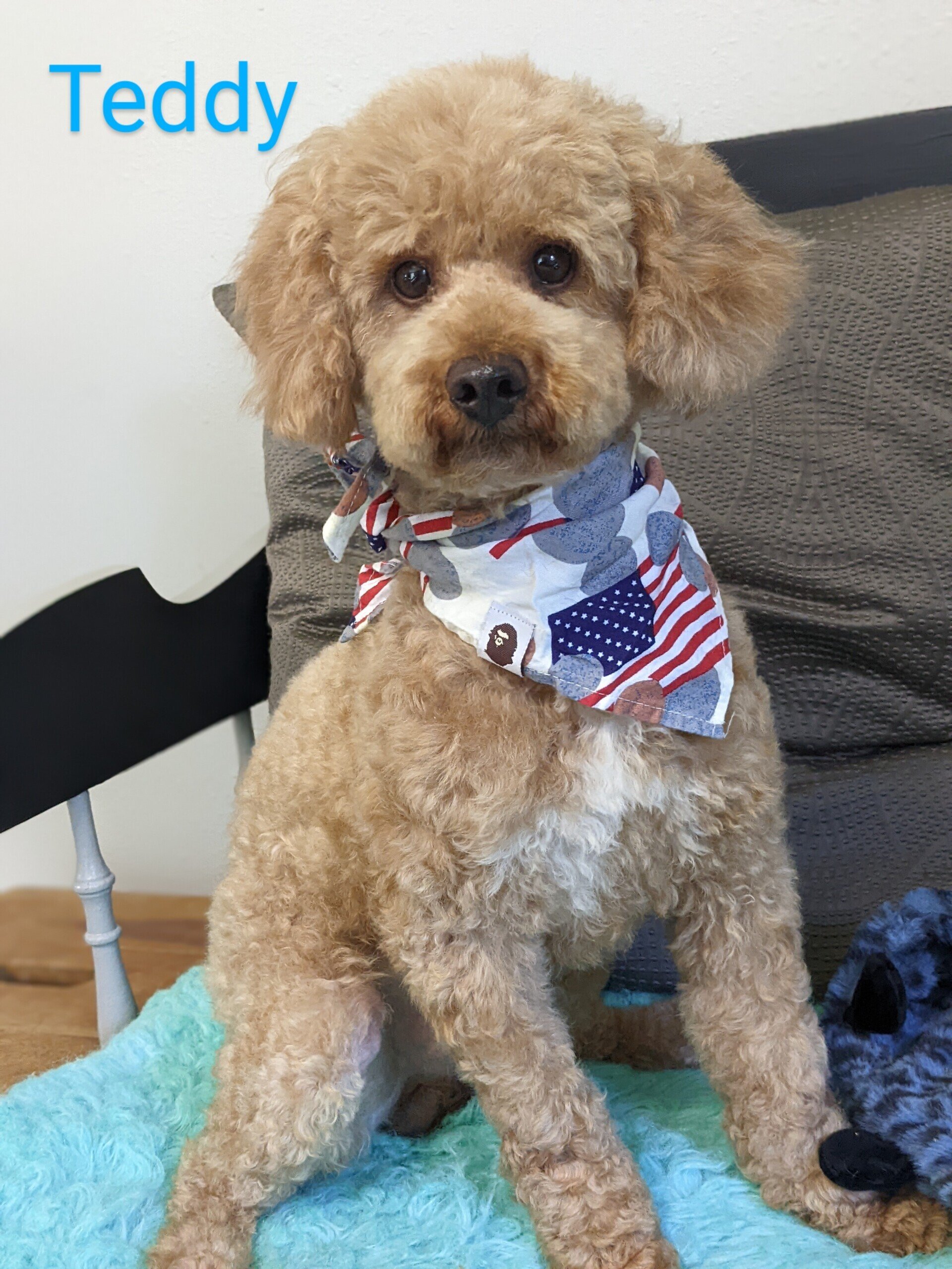 Petit Jean Puppies Goldendoodles, Cavapoos & Cavapoochons
